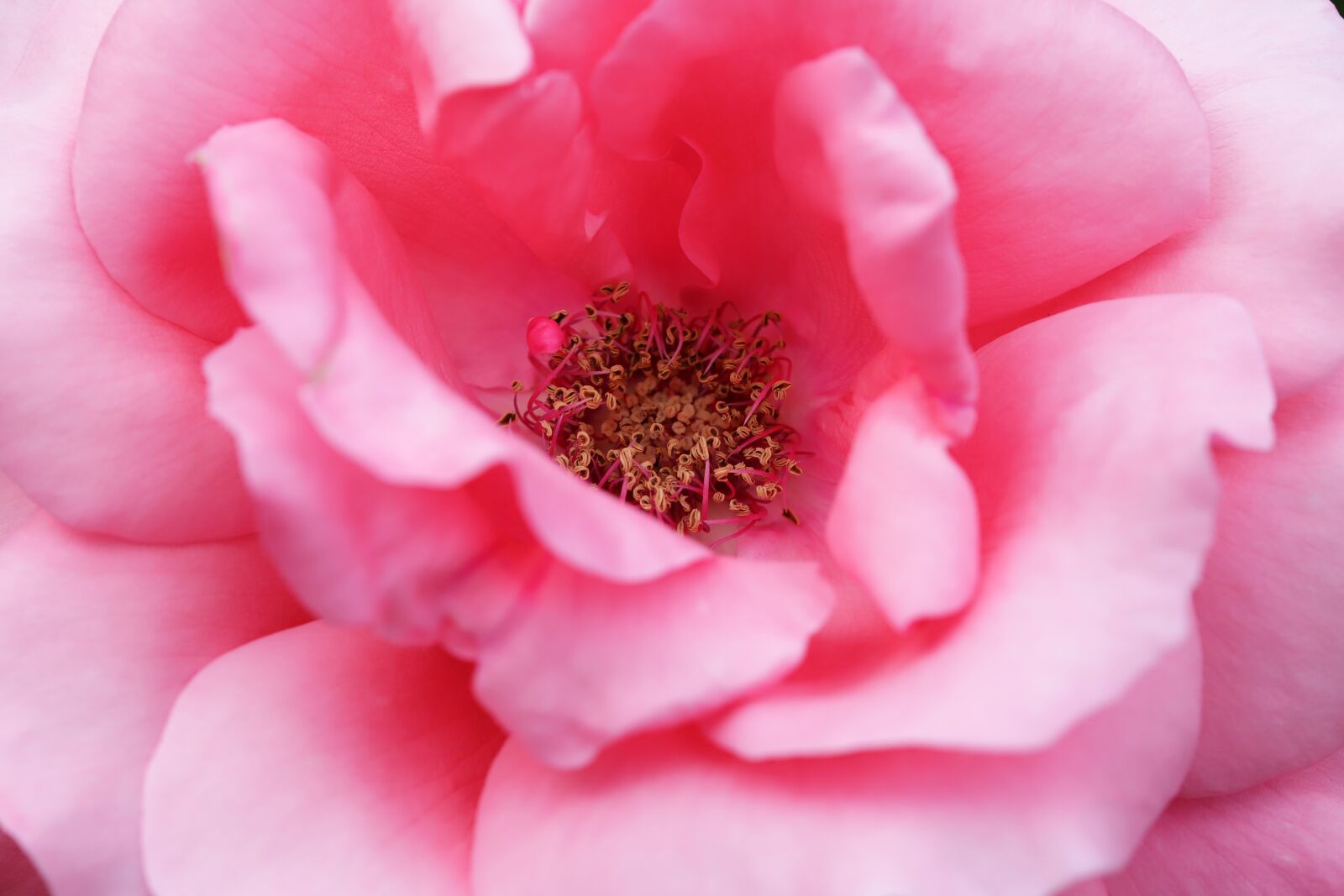 Canon EOS 6D Mark II sample photo. Rose, flowers, love photography