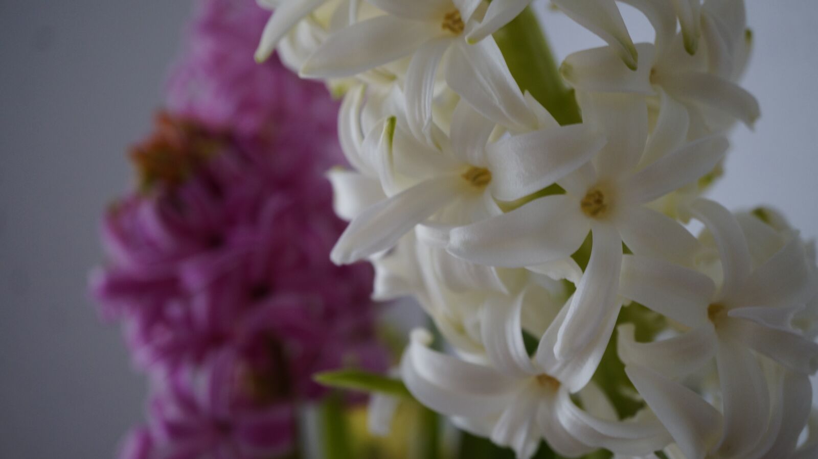 Sony Alpha NEX-3N + Sony E 30mm F3.5 Macro sample photo. Hyacinth, flower, flowers photography
