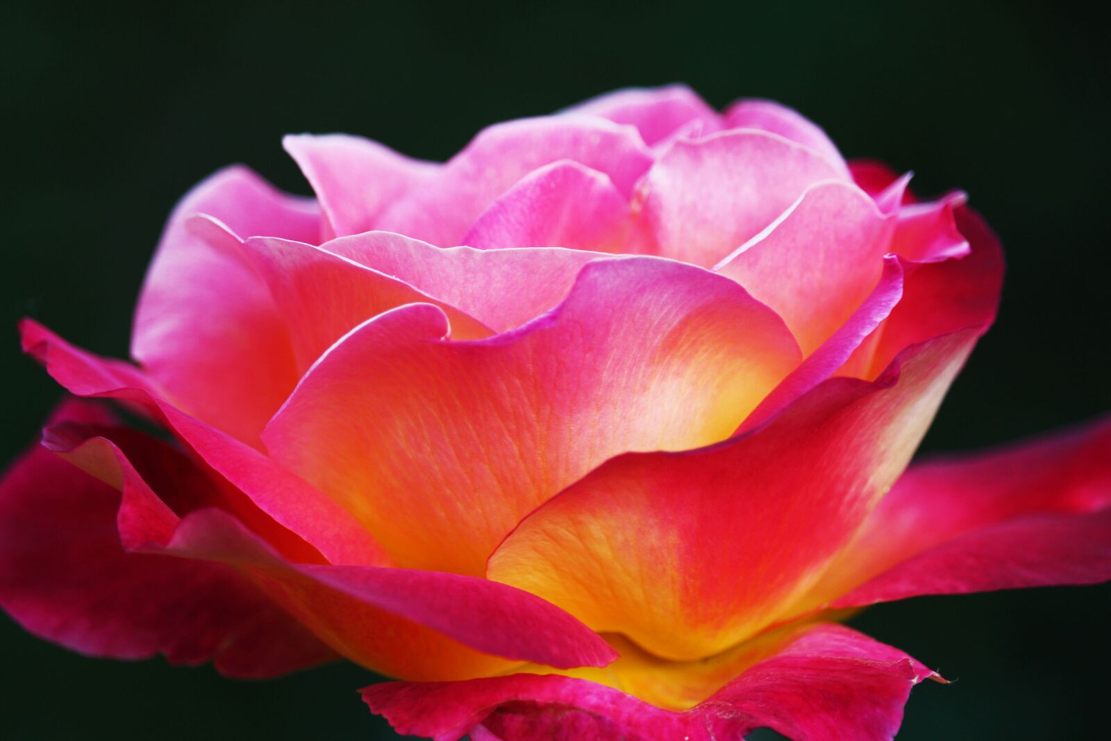 Canon EF-S 55-250mm F4-5.6 IS STM sample photo. Rose, yellow rose, beauty photography