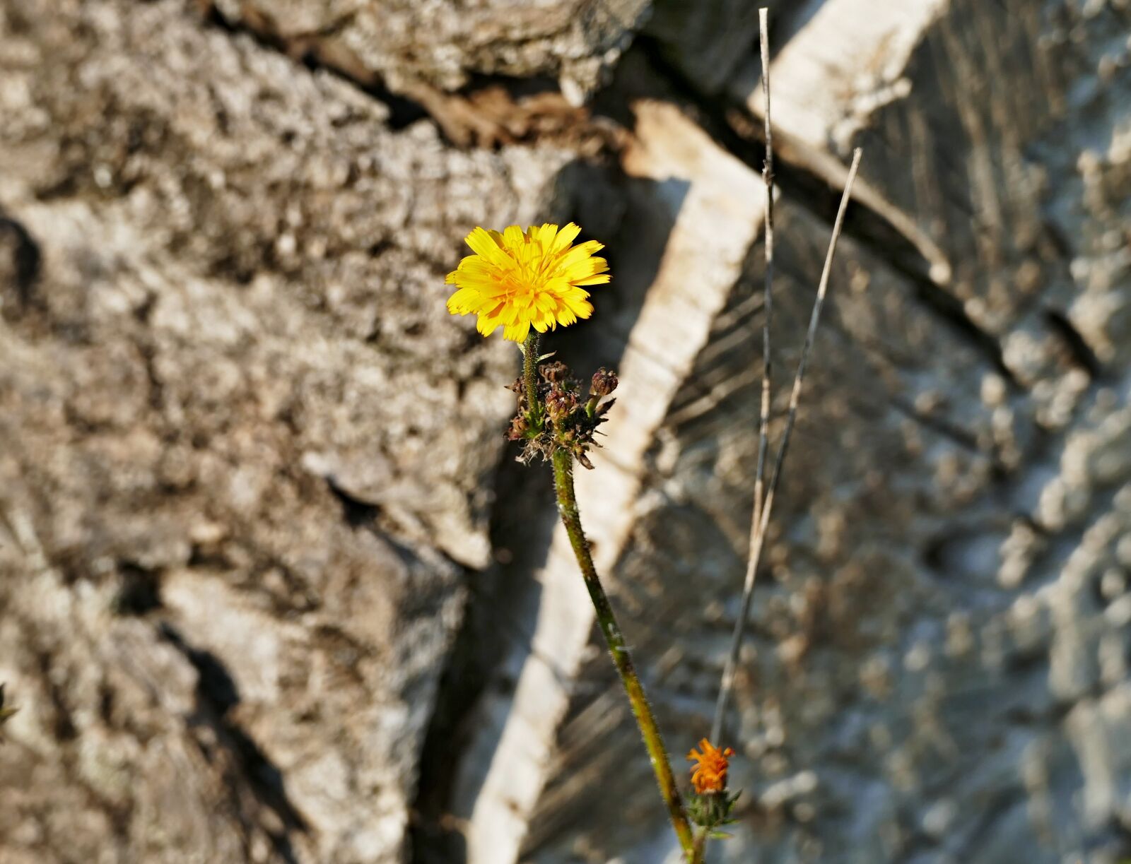 Panasonic Lumix DMC-FZ1000 sample photo. Flower, lúčny, yellow photography