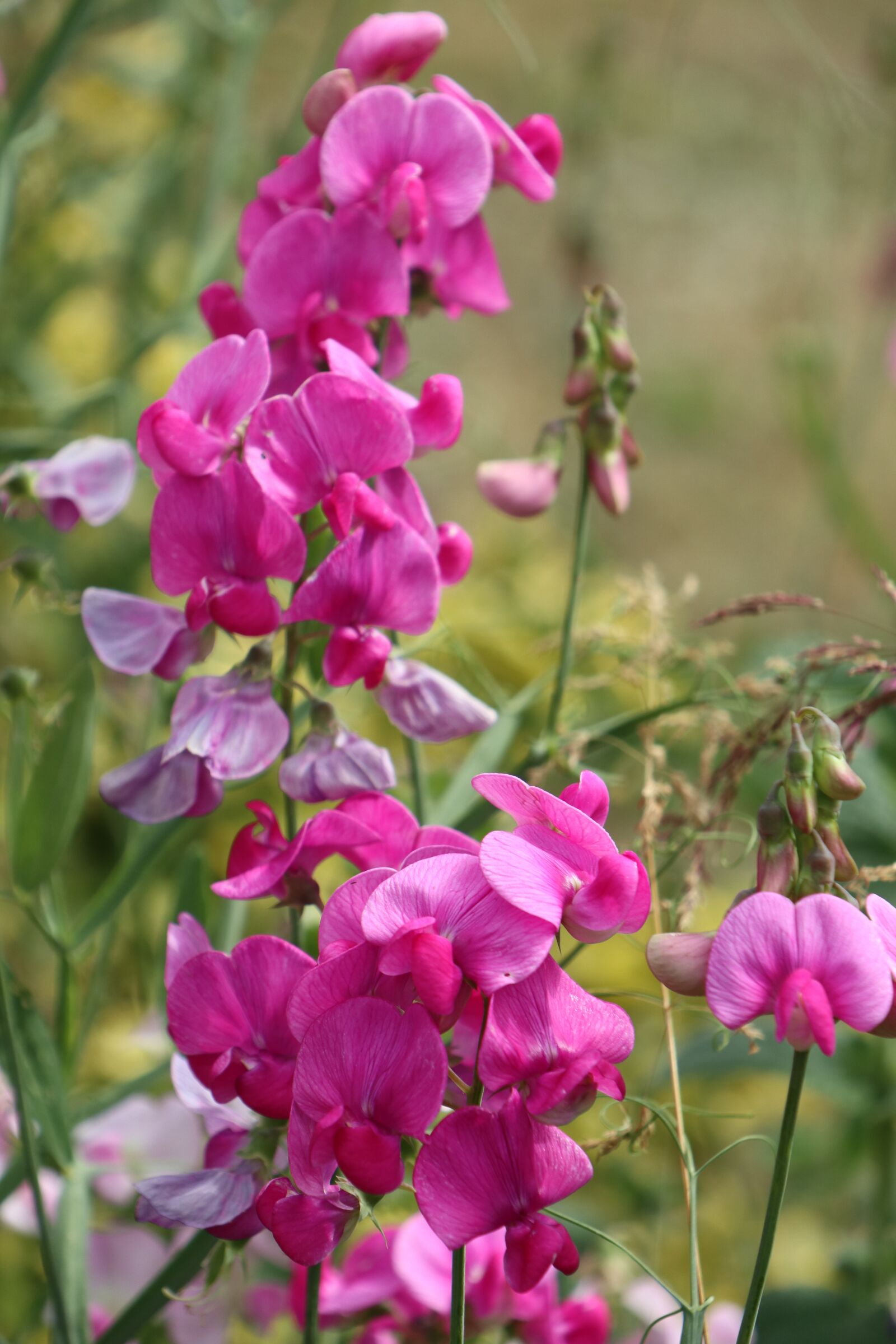 Canon EOS M6 sample photo. Summer, garden, flowers photography