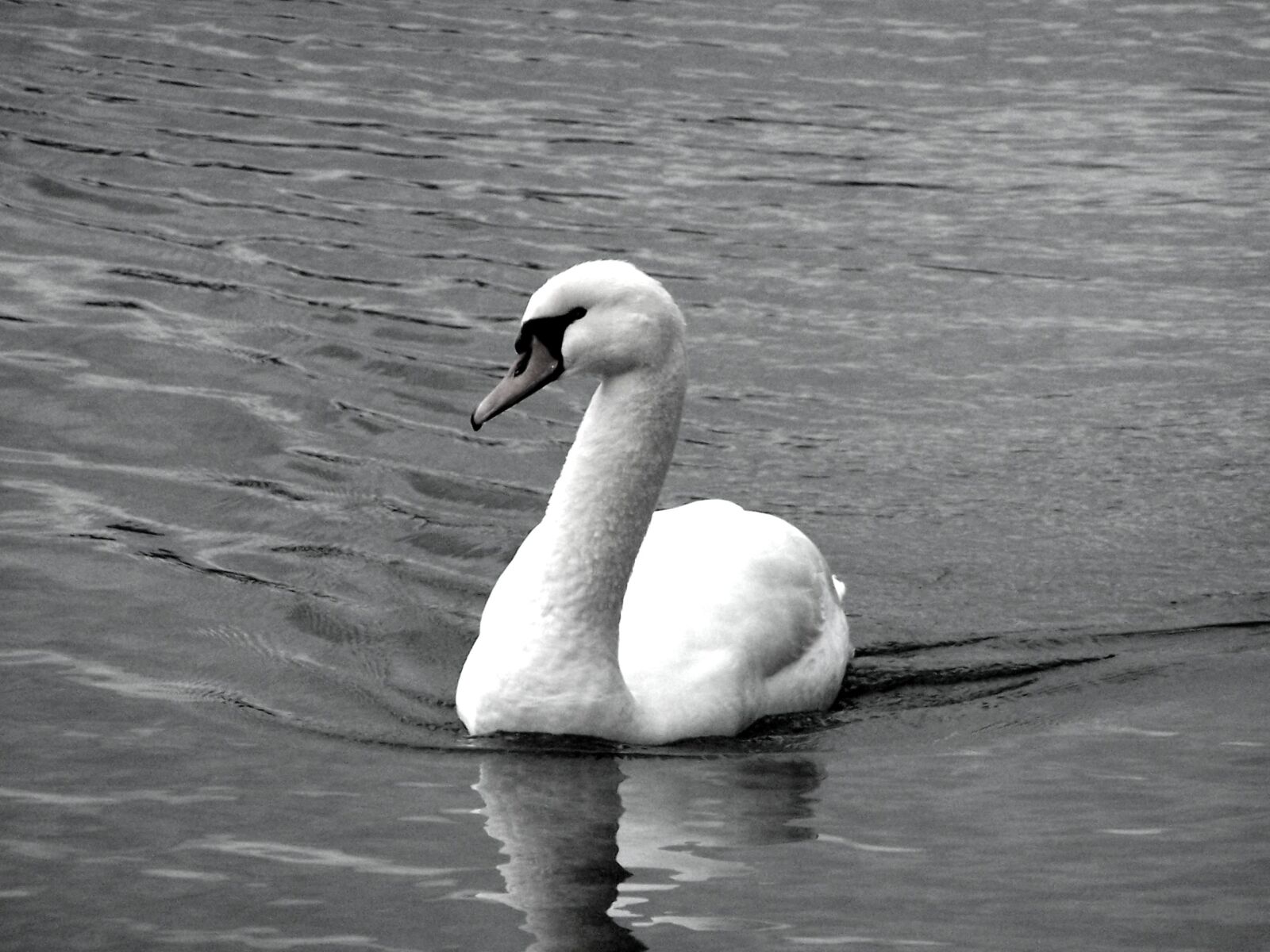 Kodak Z740 ZOOM DIGITAL CAMERA sample photo. Swan, annecy, lake photography