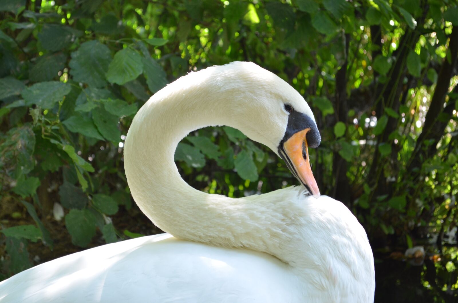 Nikon D5100 sample photo. Swan, laguna, albania photography