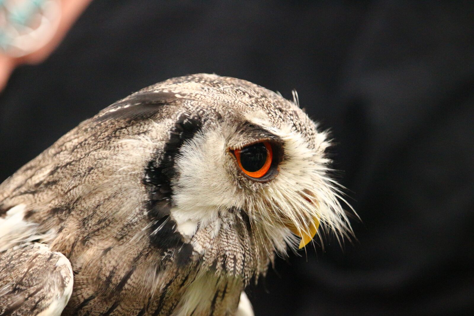 Canon EOS 100D (EOS Rebel SL1 / EOS Kiss X7) sample photo. Bird, owl, screech owl photography