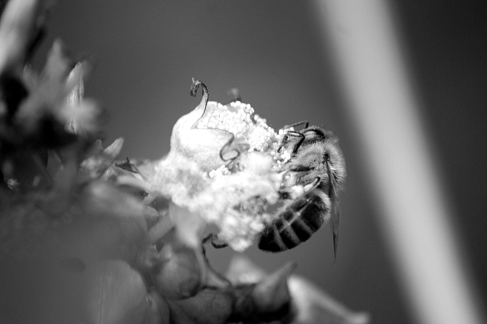 Canon EOS 1000D (EOS Digital Rebel XS / EOS Kiss F) sample photo. Bee, pollination, walk in photography