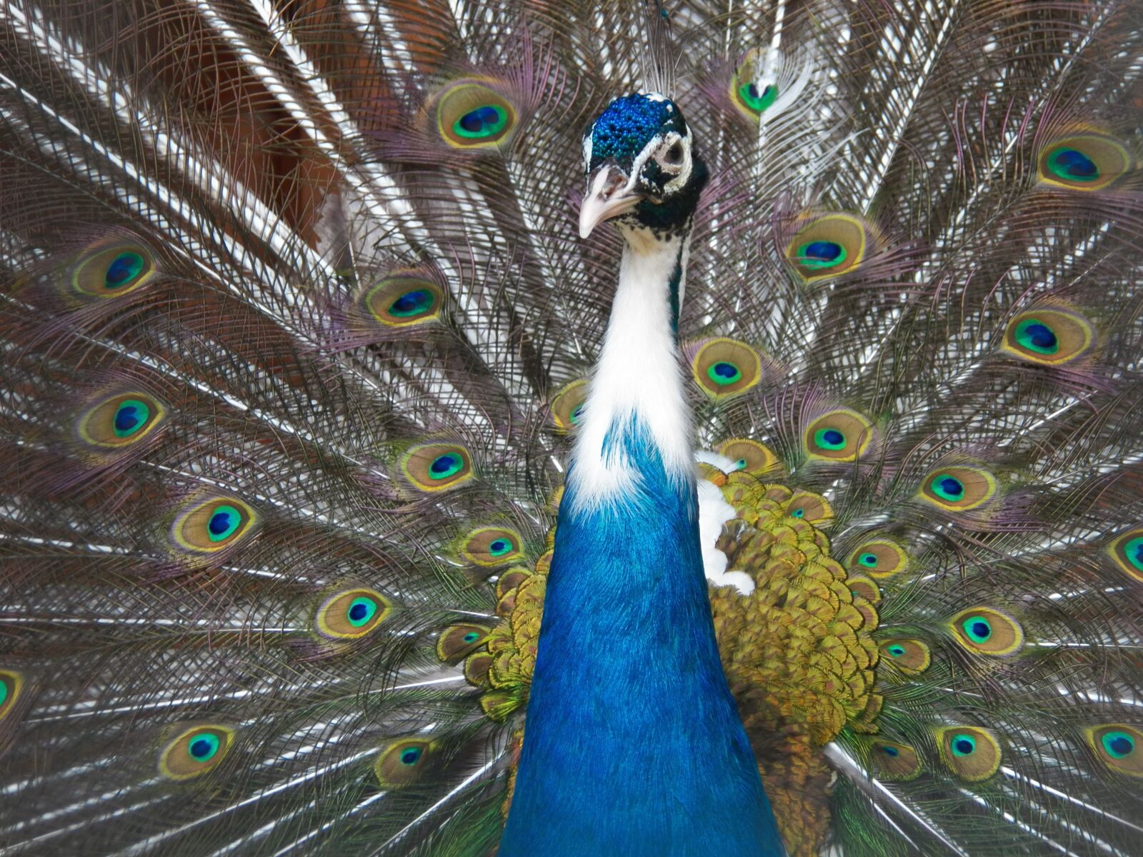 Kodak EasyShare Z990 (EasyShare Max) sample photo. Peacock, bird, pen photography