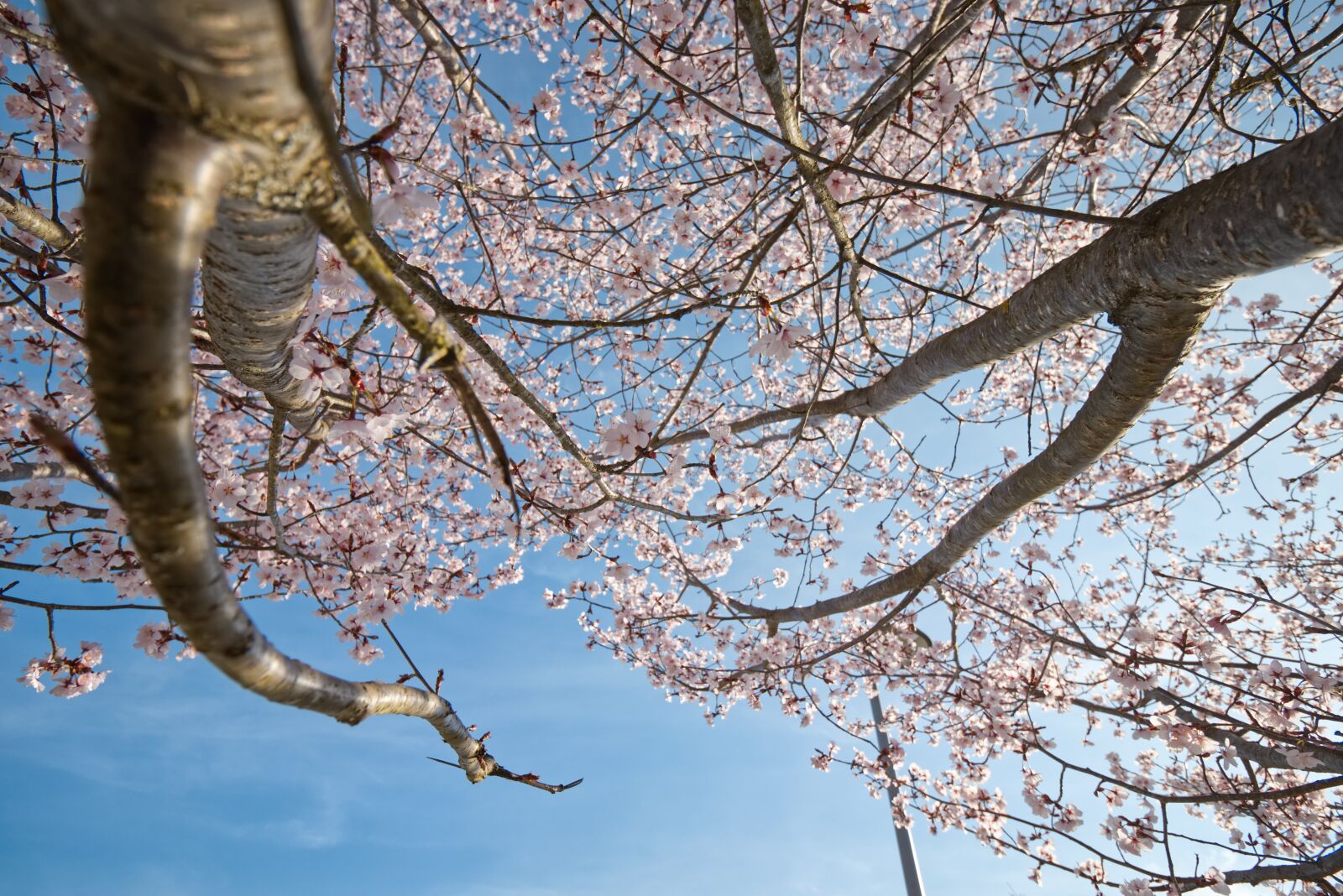 Canon EOS 800D (EOS Rebel T7i / EOS Kiss X9i) sample photo. Cherry blossom, blossom, bloom photography