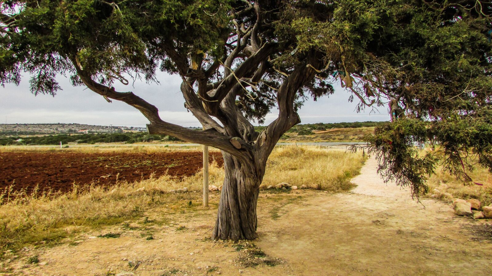 Canon PowerShot SX400 IS sample photo. Cyprus, cavo greko, tree photography