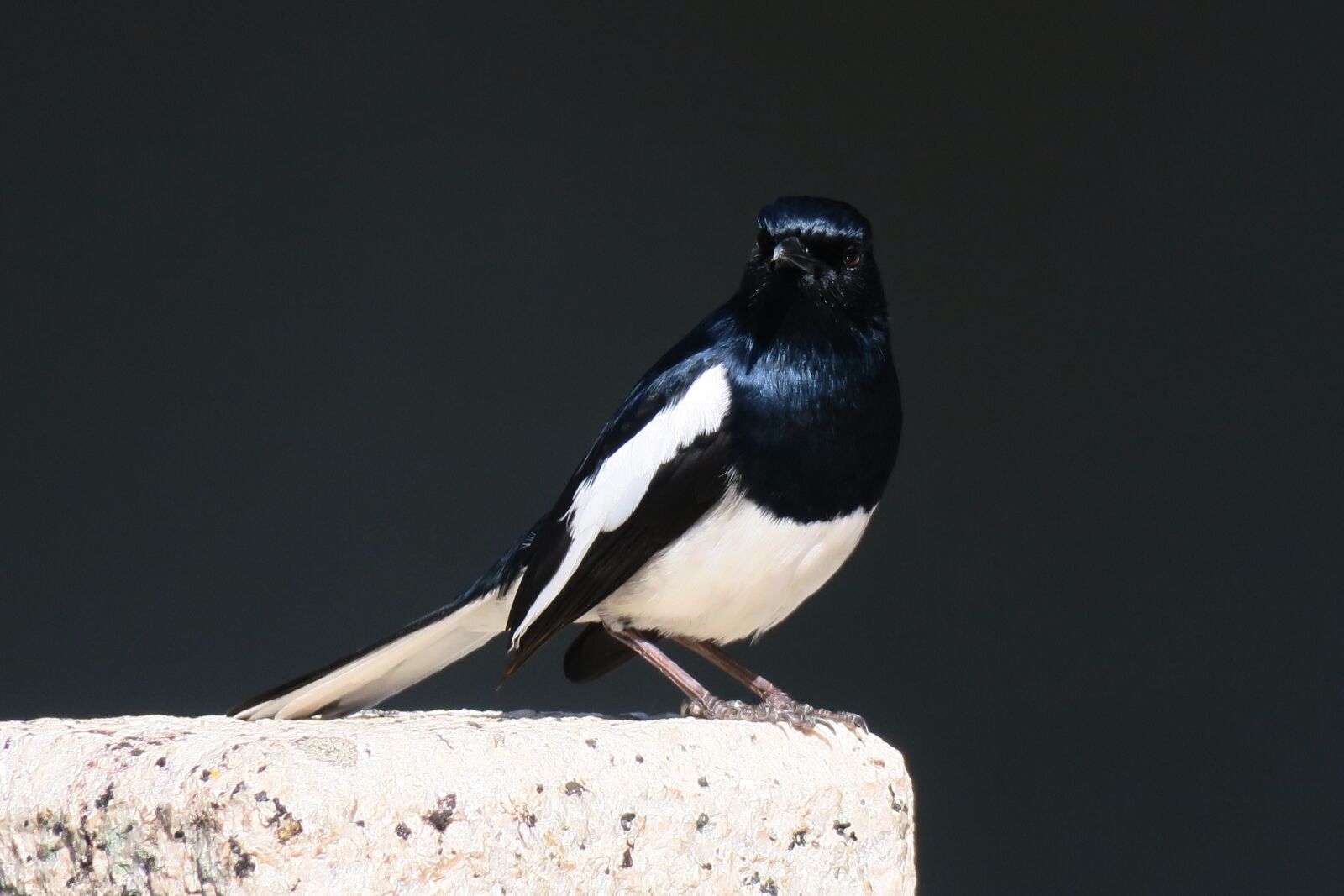 Canon PowerShot G3 X sample photo. Nature, bird, wildlife photography