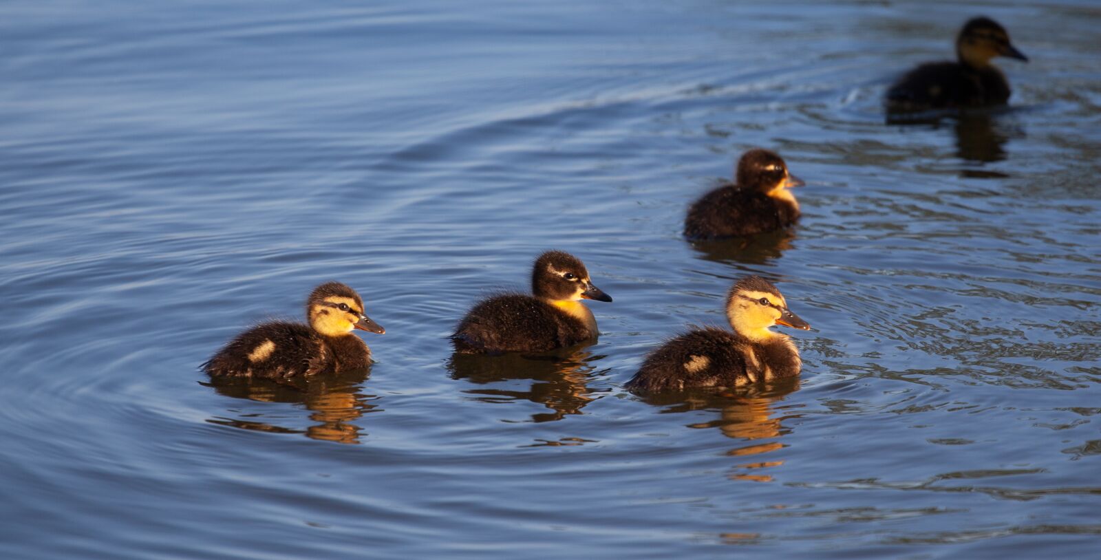 Canon EOS 5D Mark II sample photo. Ducklings, baby ducks, duckling photography