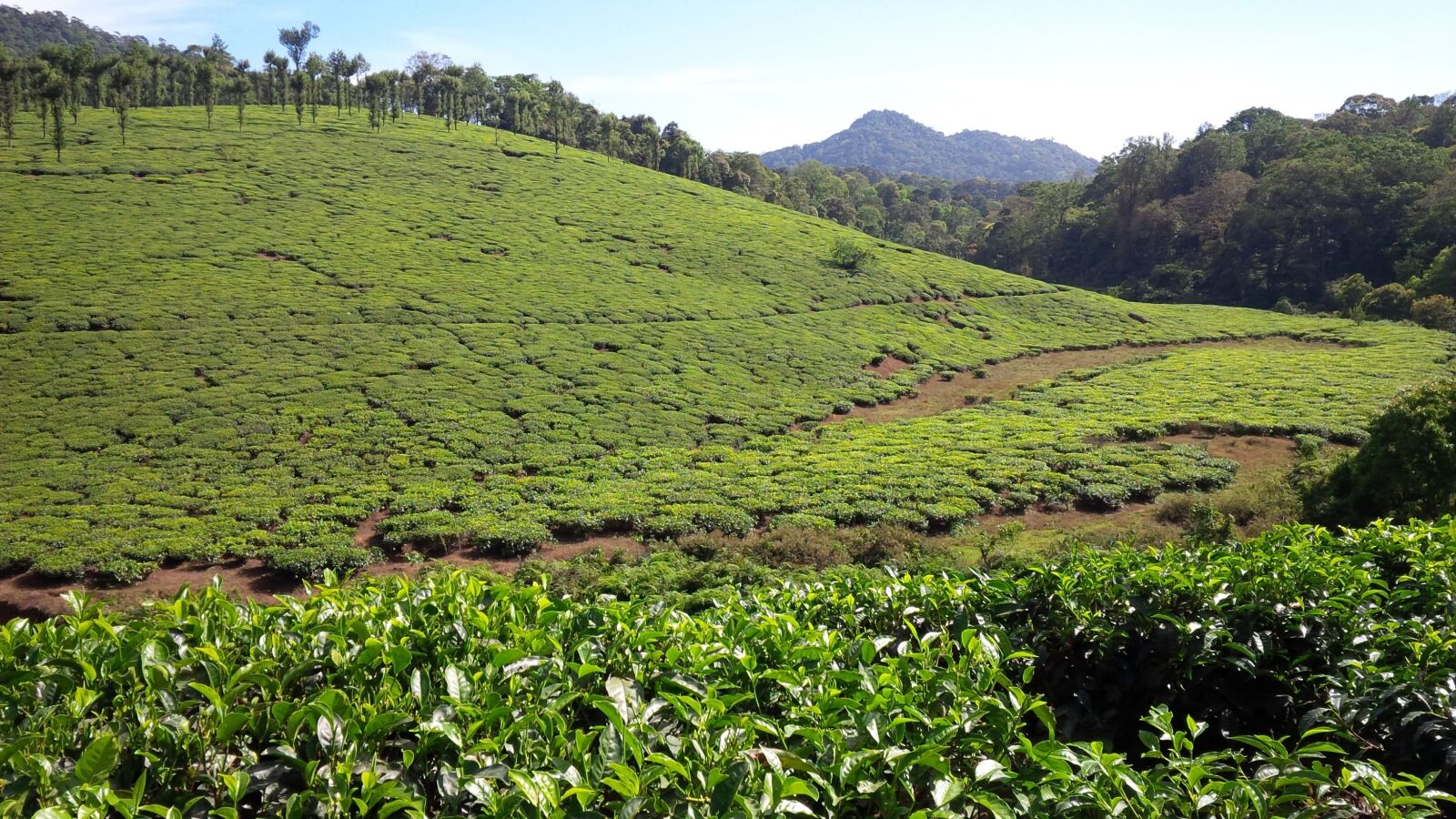 BlackBerry Z10 sample photo. Munnar, kerala, plantation photography