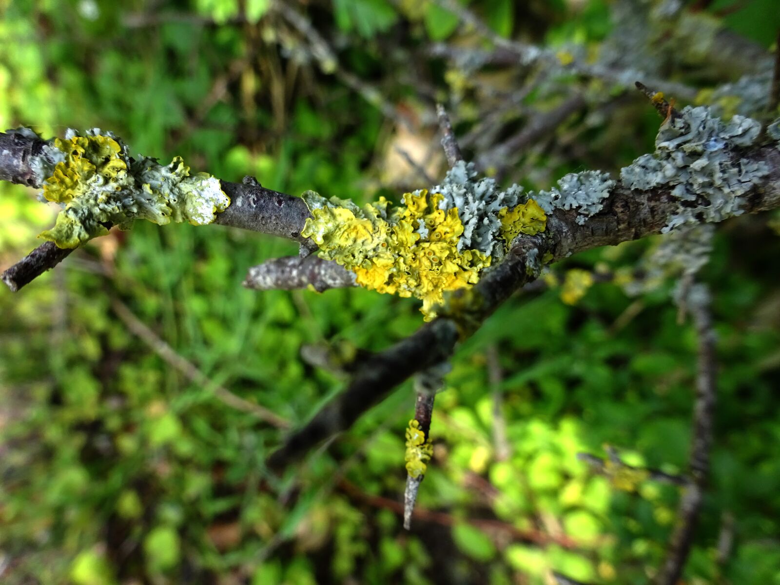 Sony Cyber-shot DSC-WX350 sample photo. Lichen, branch, twig photography