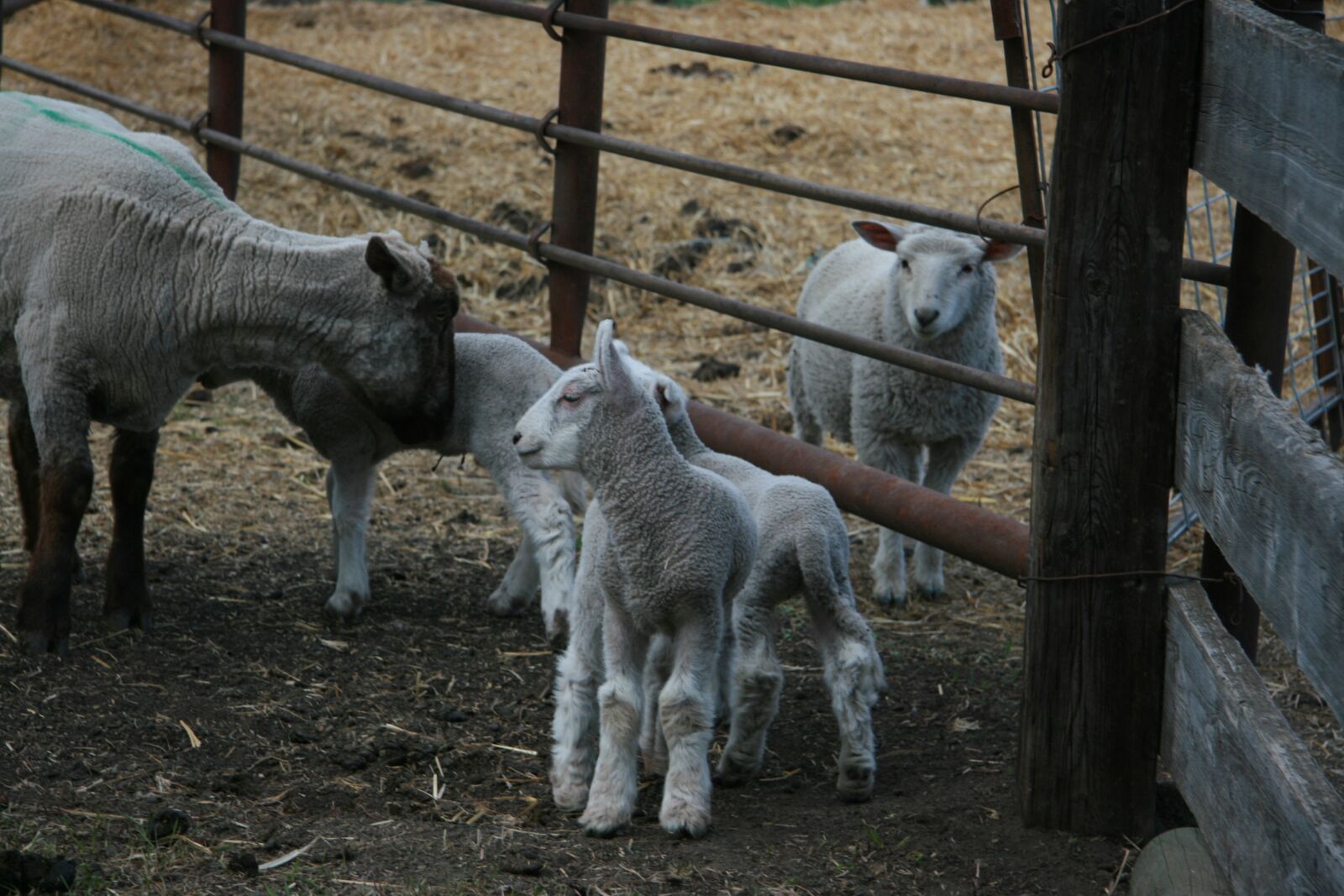 Canon EOS 400D (EOS Digital Rebel XTi / EOS Kiss Digital X) sample photo. Lambs, babies, lamb photography