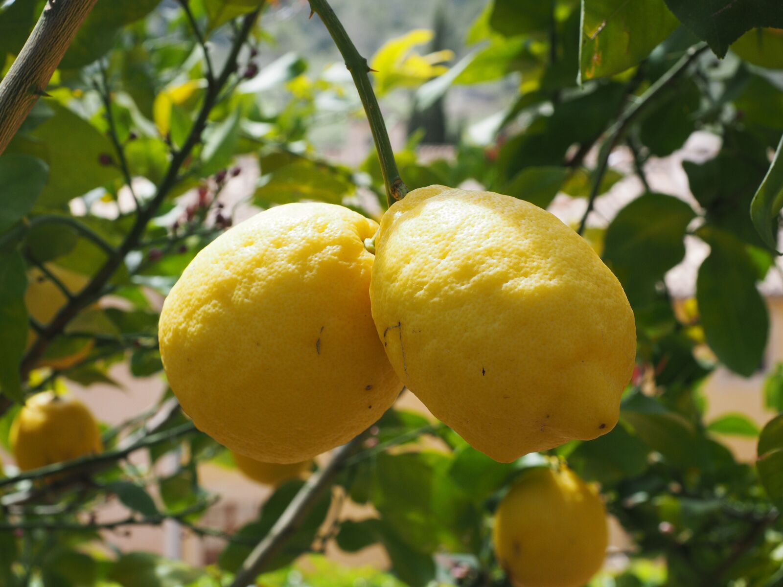 Olympus OM-D E-M1 + Olympus M.Zuiko Digital ED 12-40mm F2.8 Pro sample photo. Lemon, limone, lemon tree photography