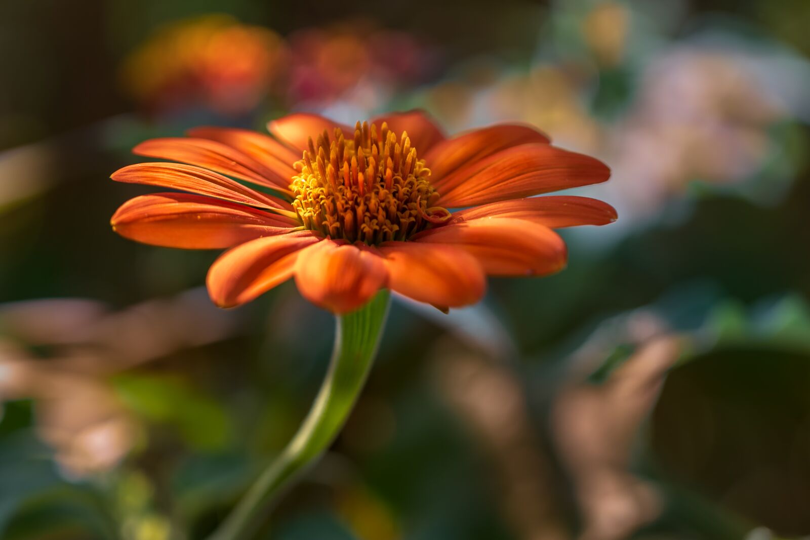Canon EF 100mm F2.8L Macro IS USM sample photo. Flowers, orange, nature photography