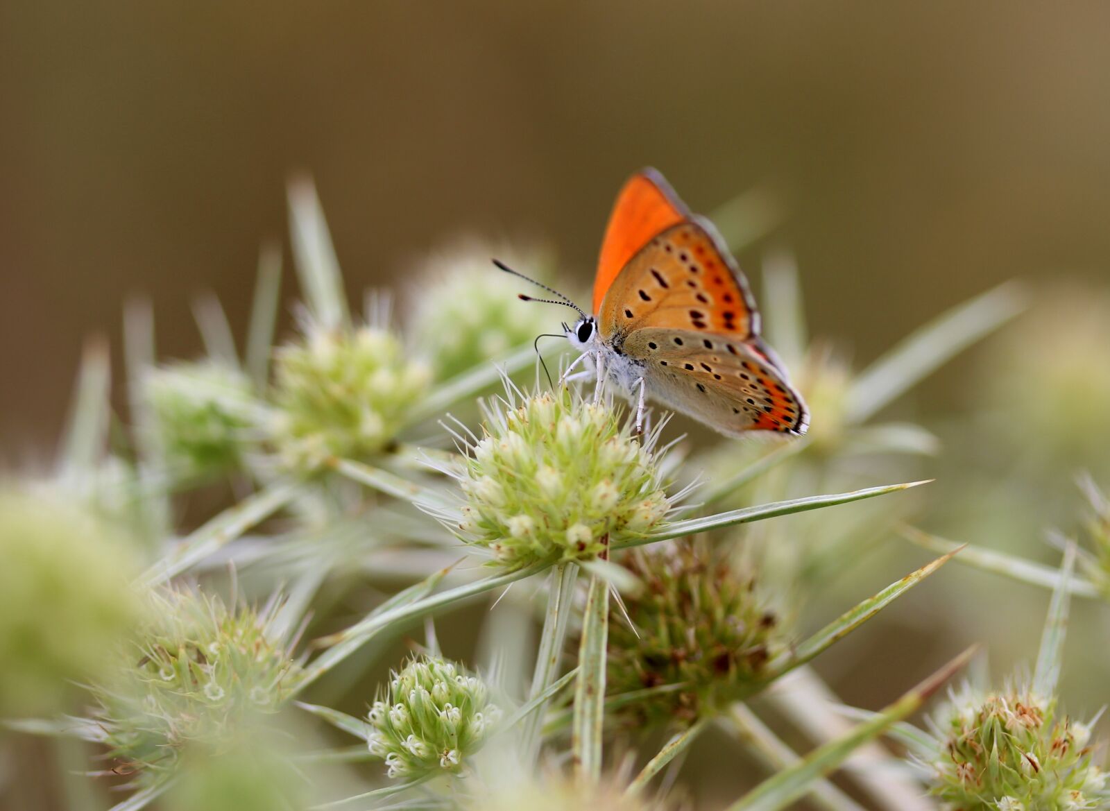 Canon EF-S 60mm F2.8 Macro USM sample photo. Butterfly, red, insecta photography