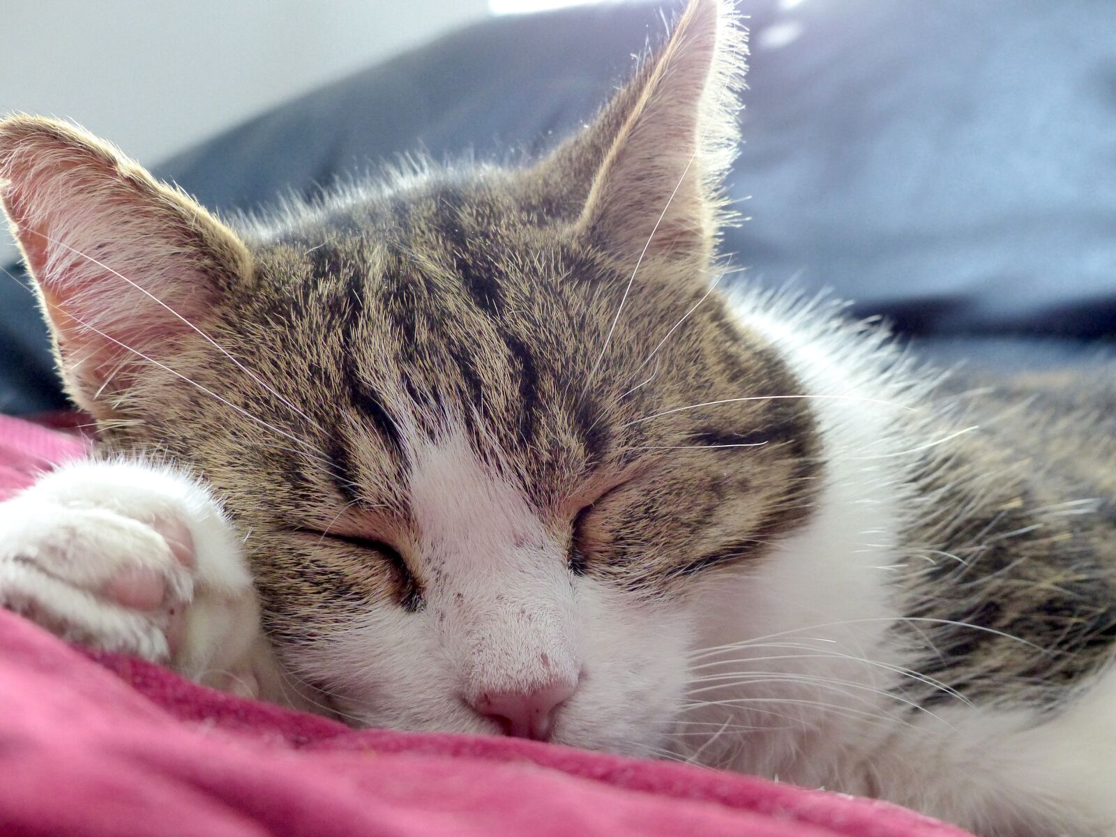 Panasonic Lumix DMC-FZ200 sample photo. Cat, asleep, calm photography