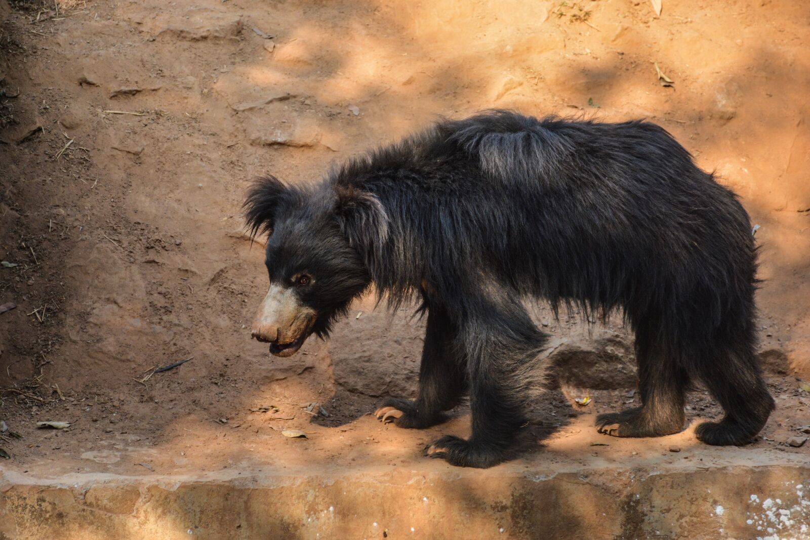 Nikon D5200 sample photo. Bear, brown bear, animal photography