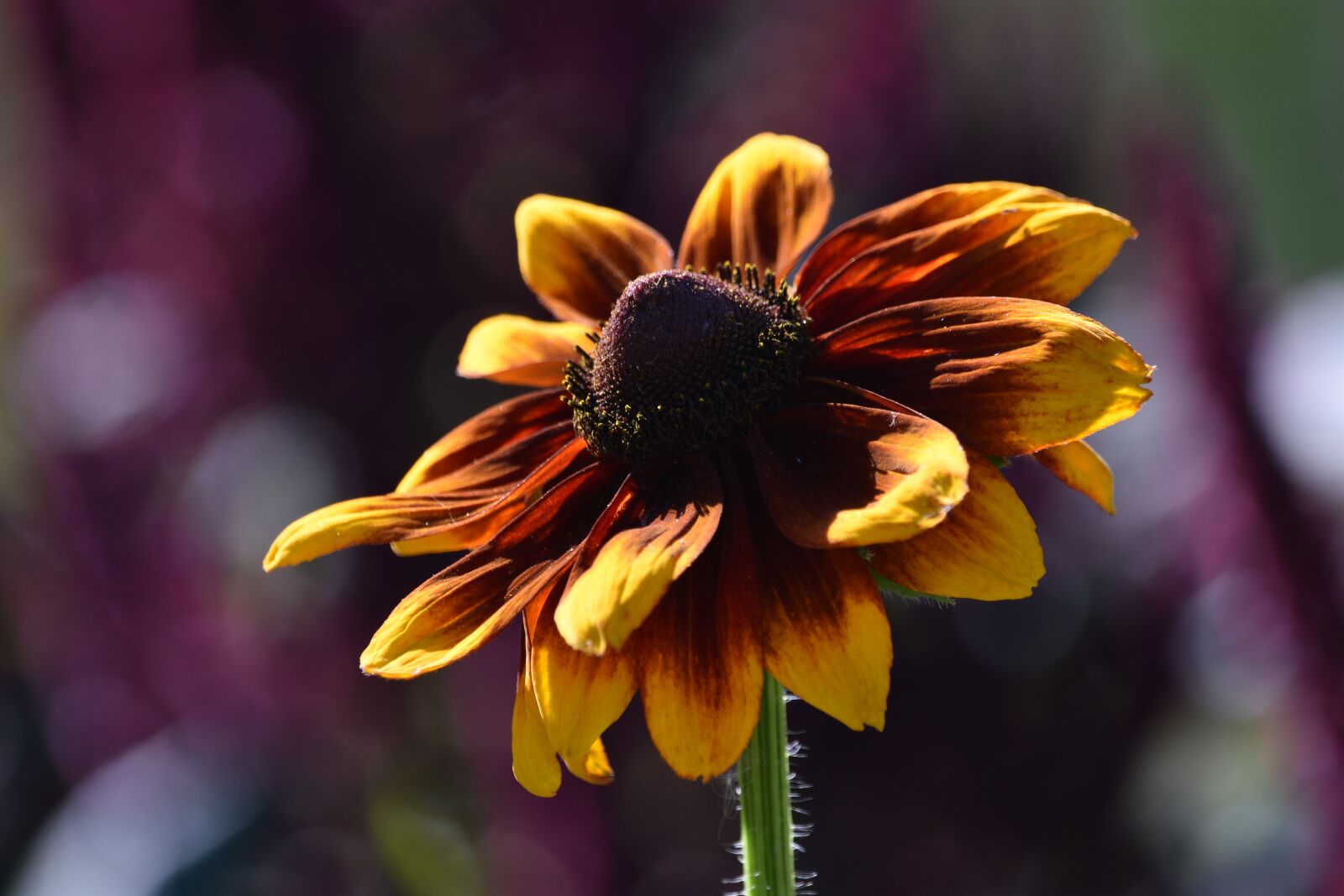 Nikon D3400 sample photo. Flower, flowers, summer photography