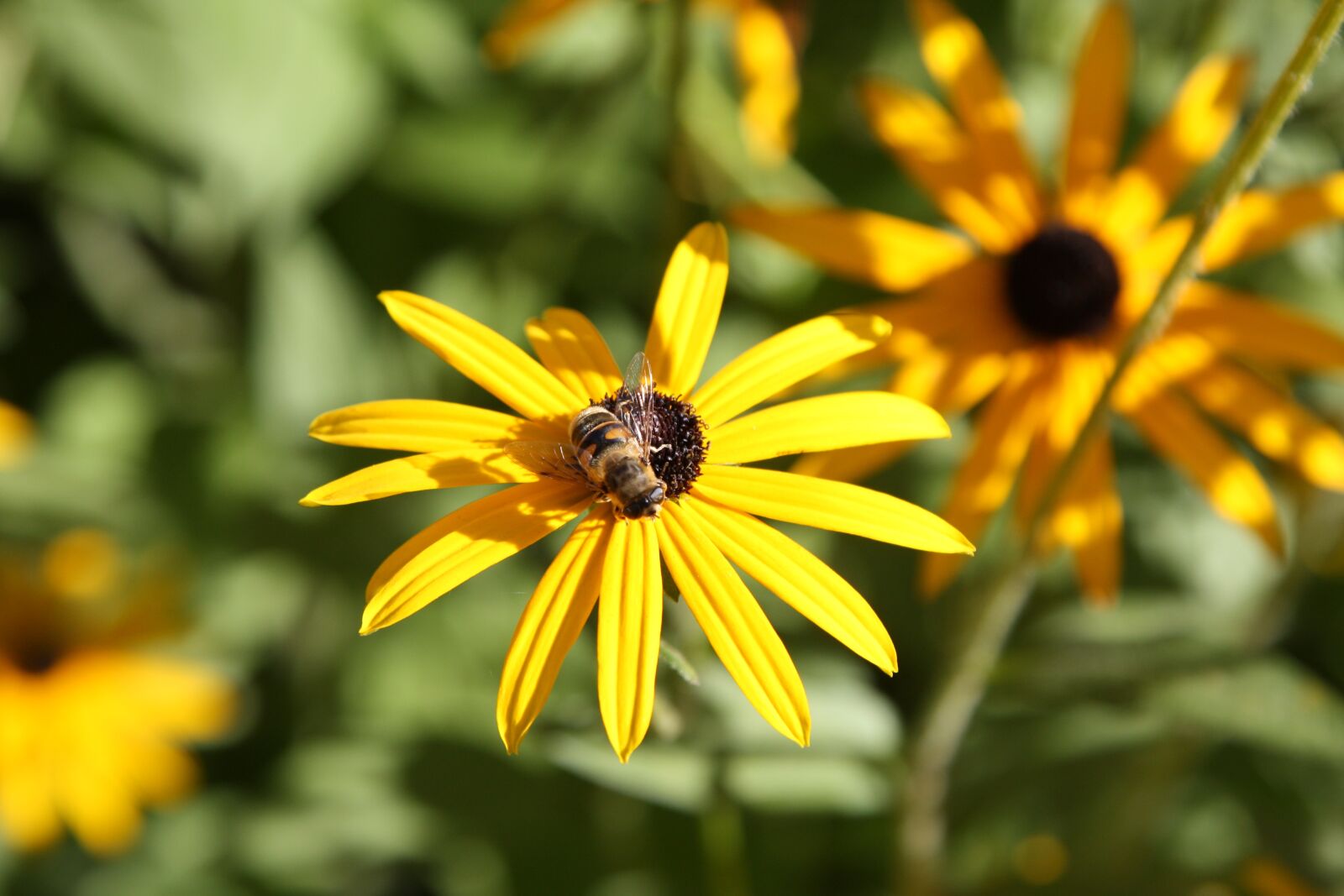 Canon EOS 450D (EOS Rebel XSi / EOS Kiss X2) sample photo. Flower, nature, bee photography