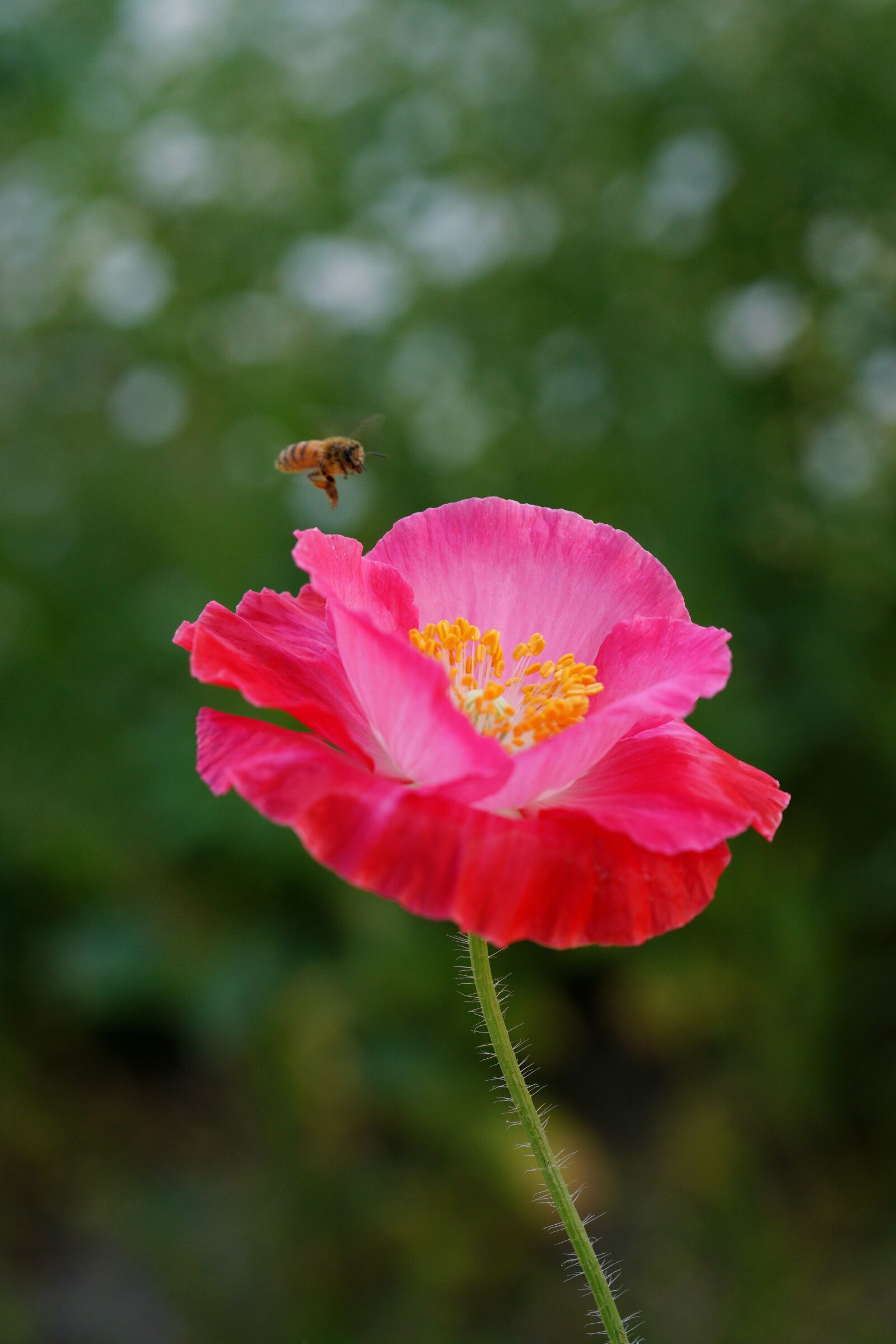 Sony a7R III sample photo. Bee, poppy, nature photography