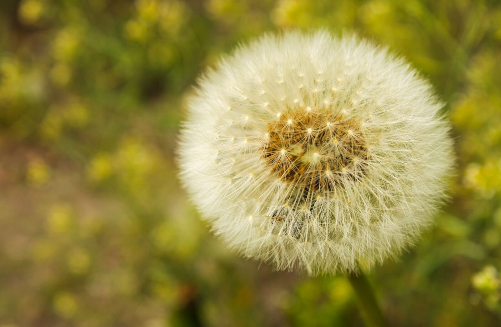 Canon EOS 2000D (EOS Rebel T7 / EOS Kiss X90 / EOS 1500D) sample photo. Dandelion, meadow, dandelion meadow photography