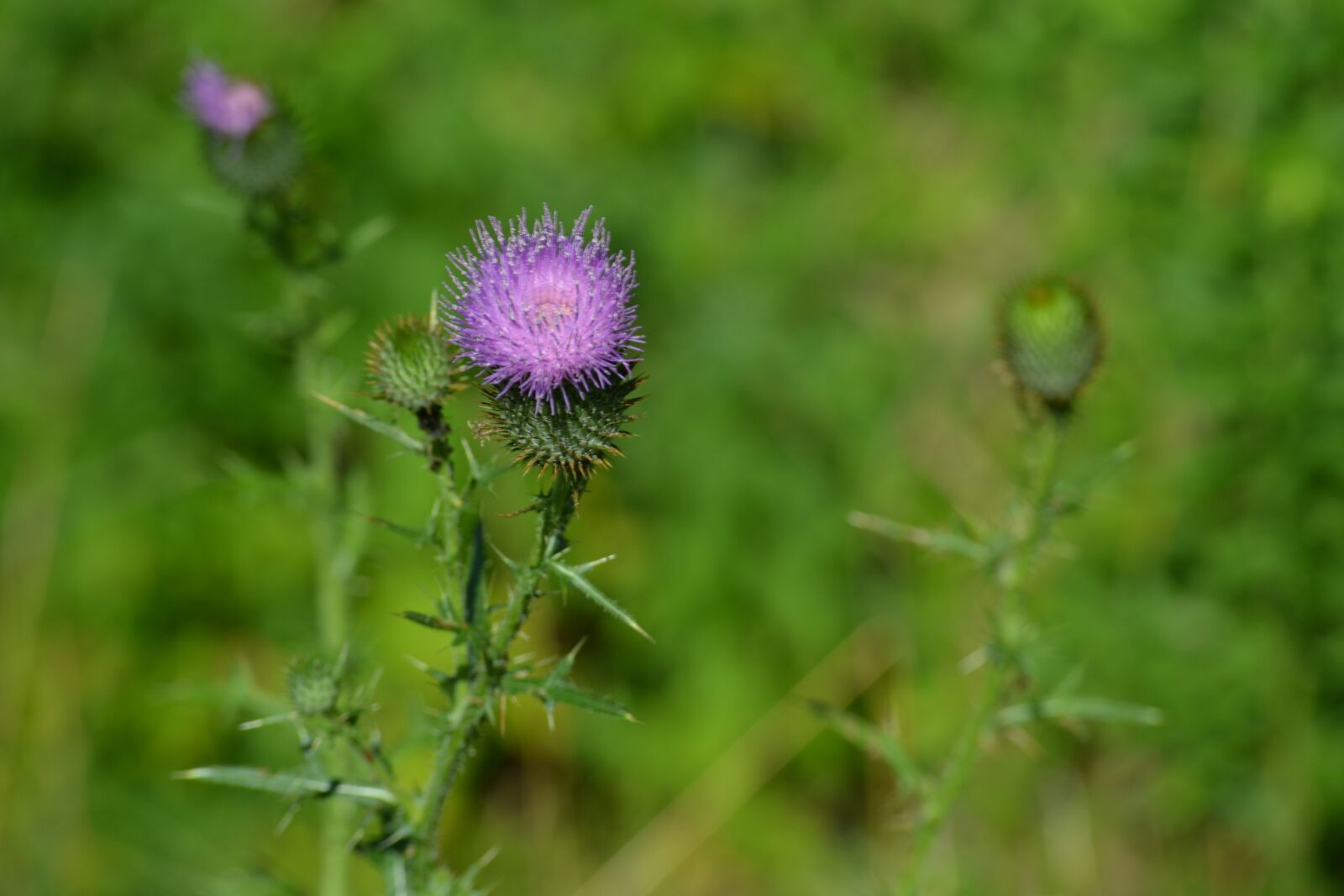 Nikon D3100 sample photo. Purple flower, summer, green photography