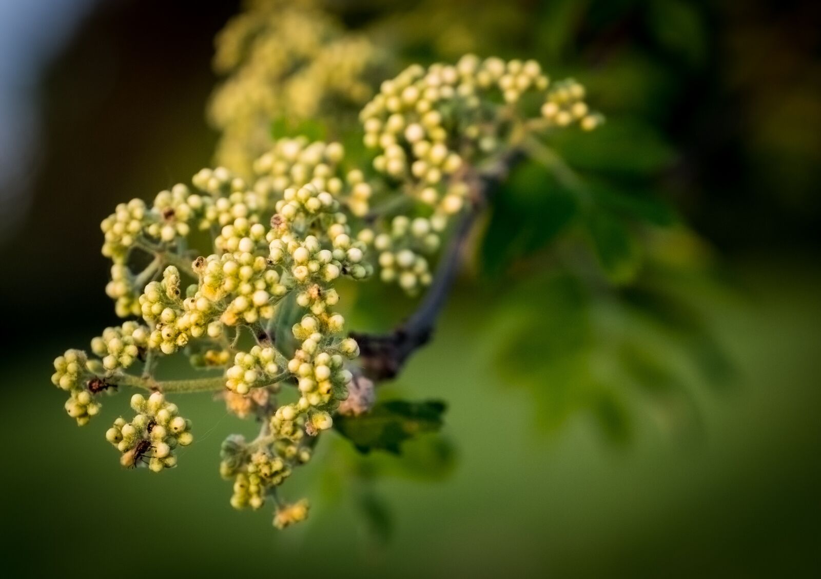 Fujifilm XF 16-55mm F2.8 R LM WR sample photo. Nature, leaf, tree photography