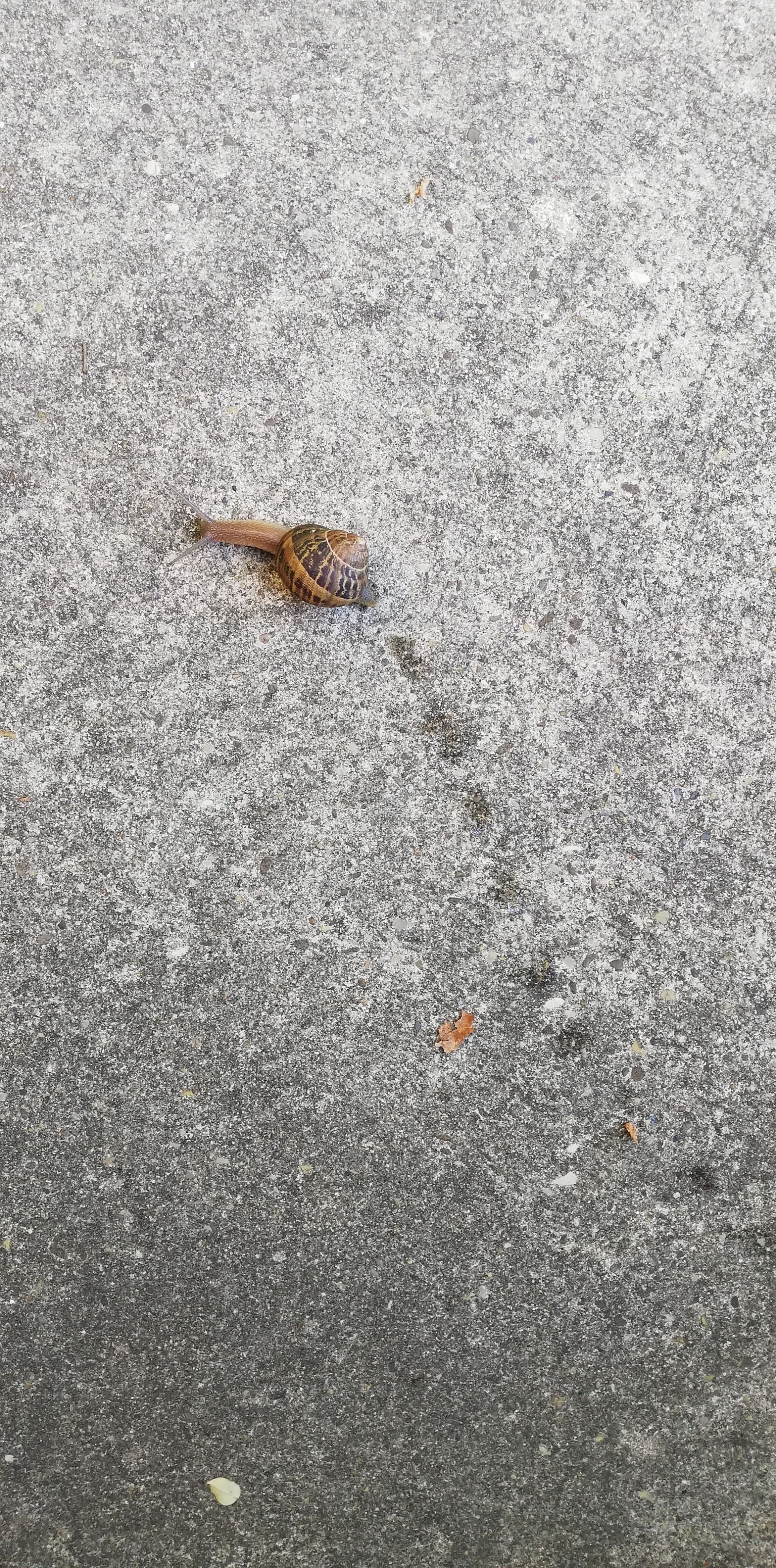 HUAWEI ANE-LX1 sample photo. Snail, slime, footsteps photography