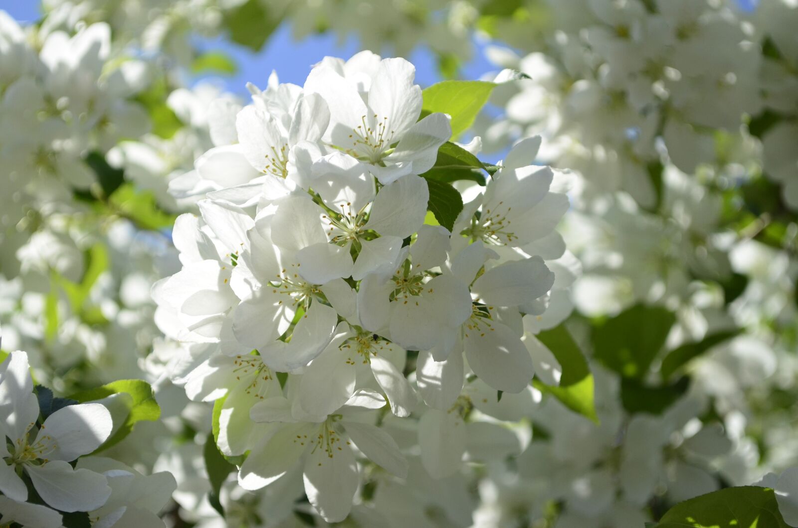Nikon D5100 sample photo. Apple blossoms, spring, tree photography