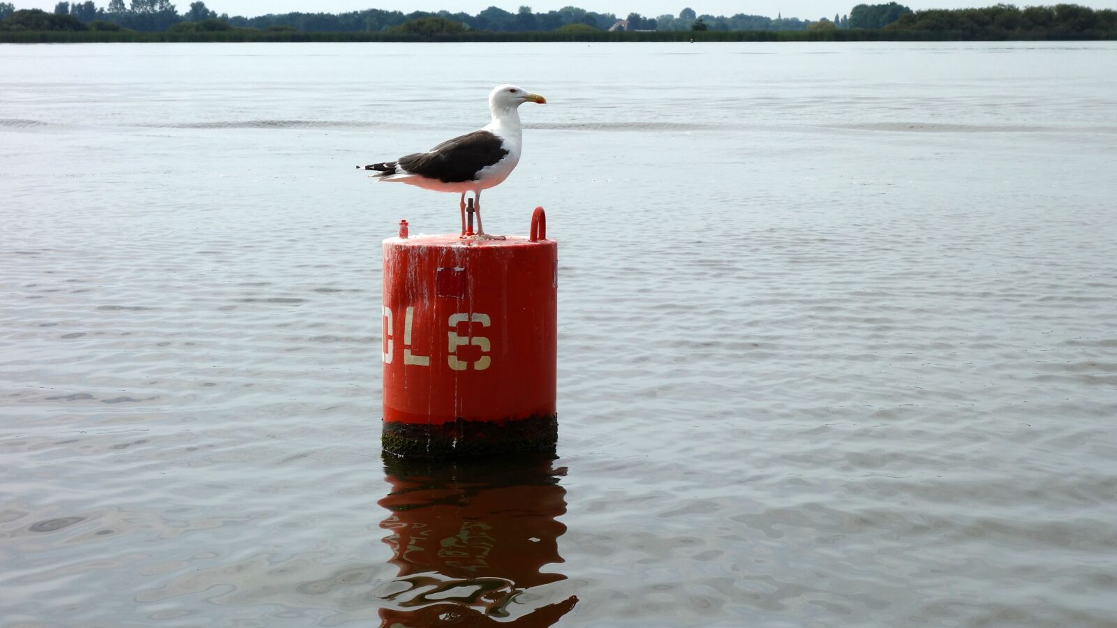 Sony Cyber-shot DSC-RX100 sample photo. Scheepvaartmarkering, seagull, marking photography