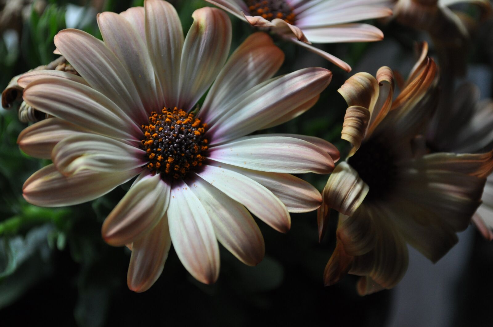 Nikon D5000 sample photo. Flower, spring, beauty photography