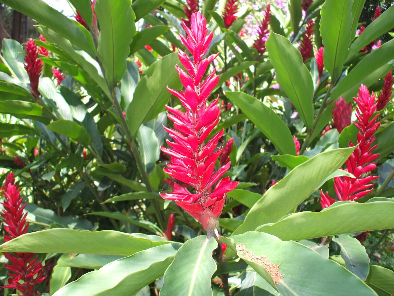 Fujifilm FinePix A700 sample photo. Colombia, flower, heliconia photography
