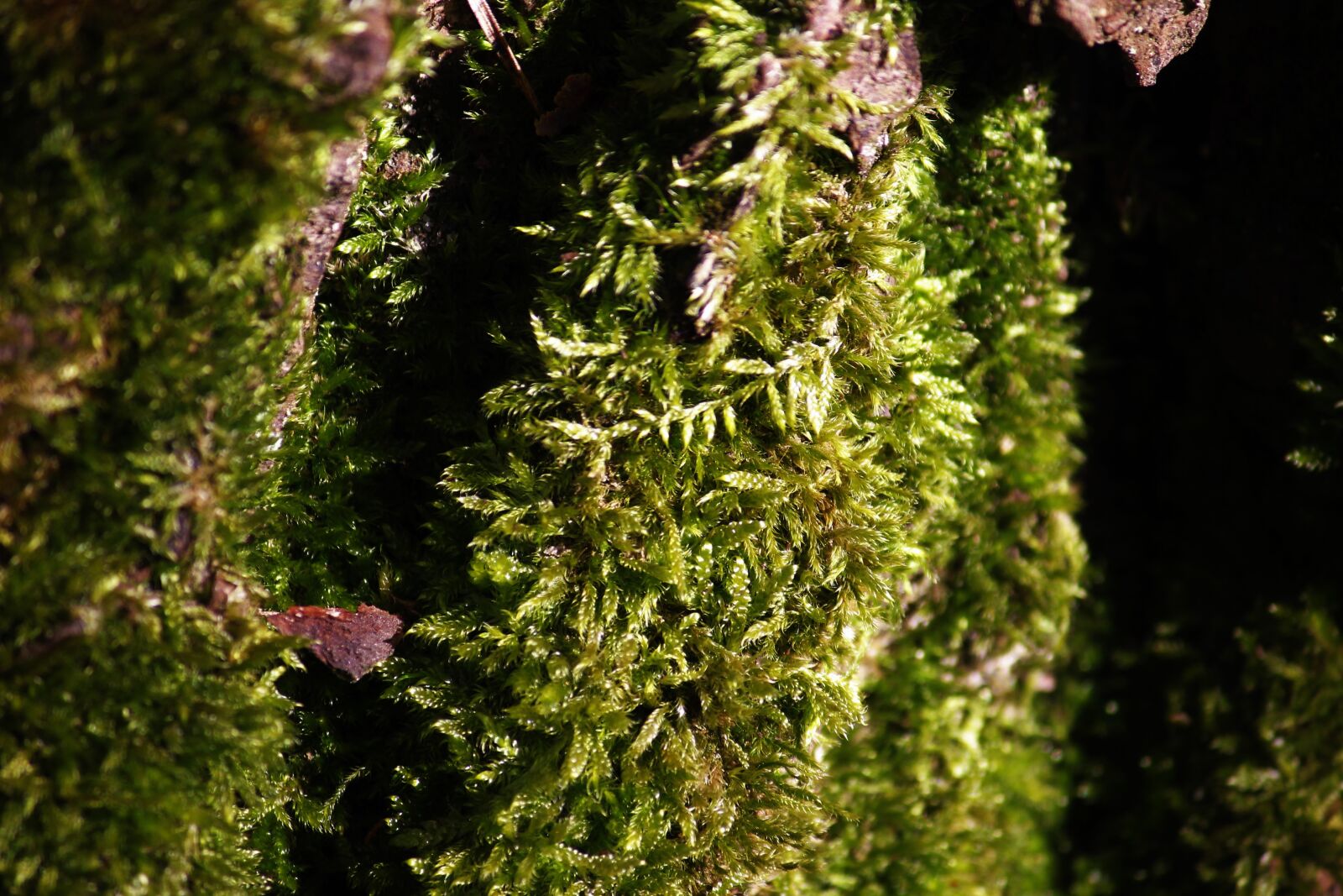 Canon EOS 550D (EOS Rebel T2i / EOS Kiss X4) sample photo. Moss, plant, nature photography