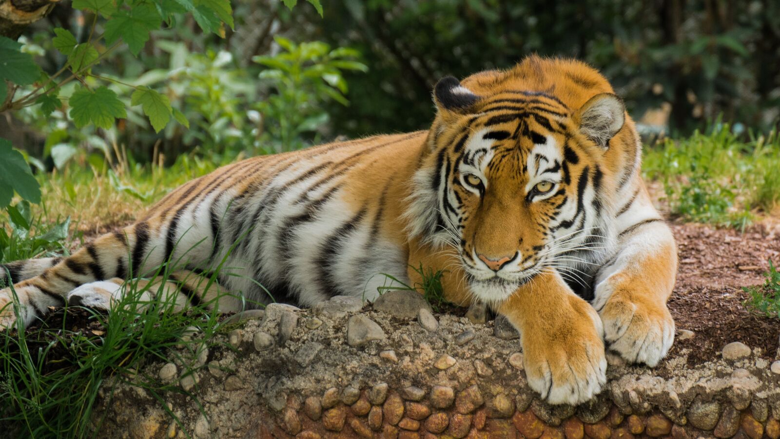 Panasonic DMC-G81 sample photo. Tiger, predator, animal photography