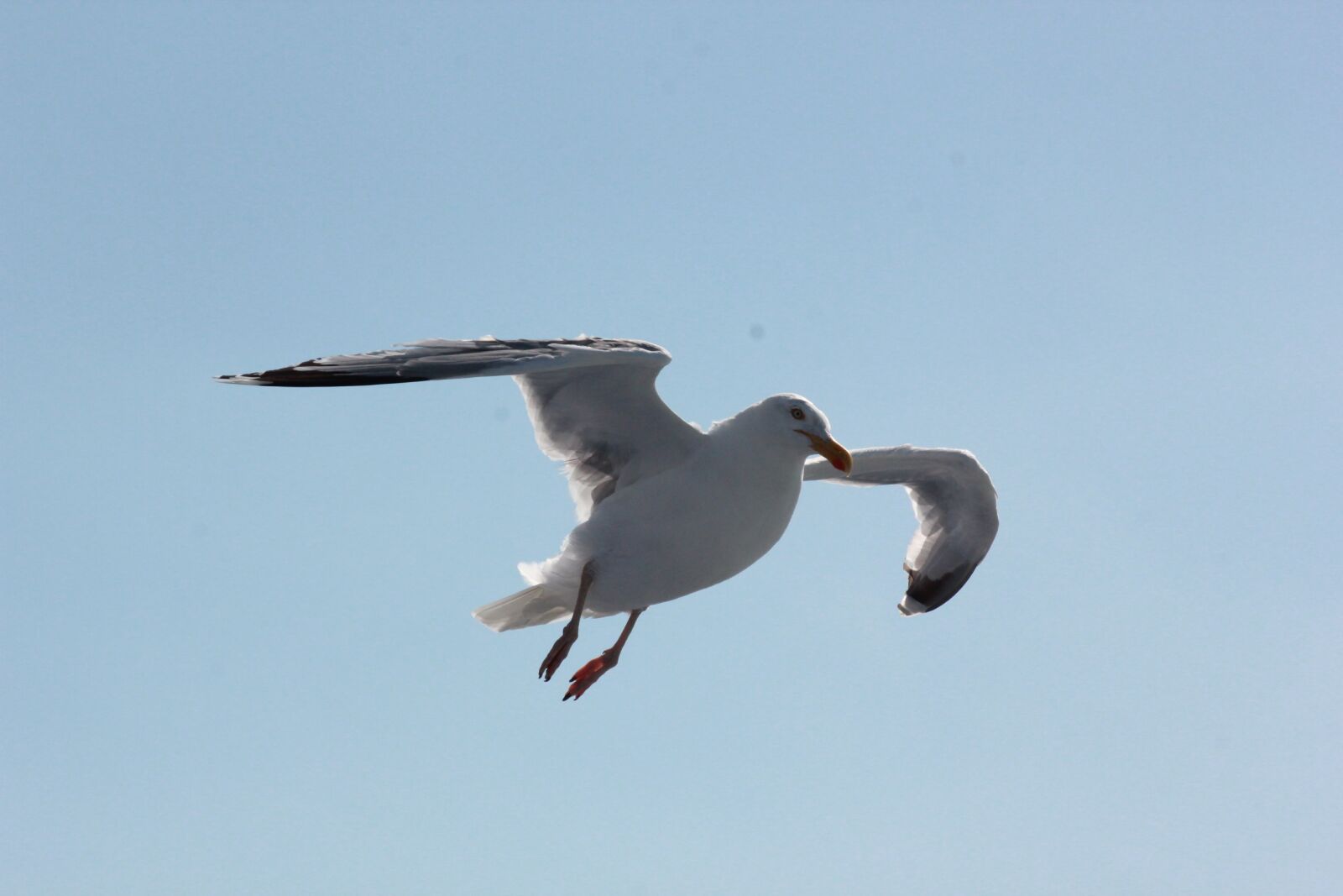 Canon EOS 550D (EOS Rebel T2i / EOS Kiss X4) sample photo. Seagull, sea, water photography