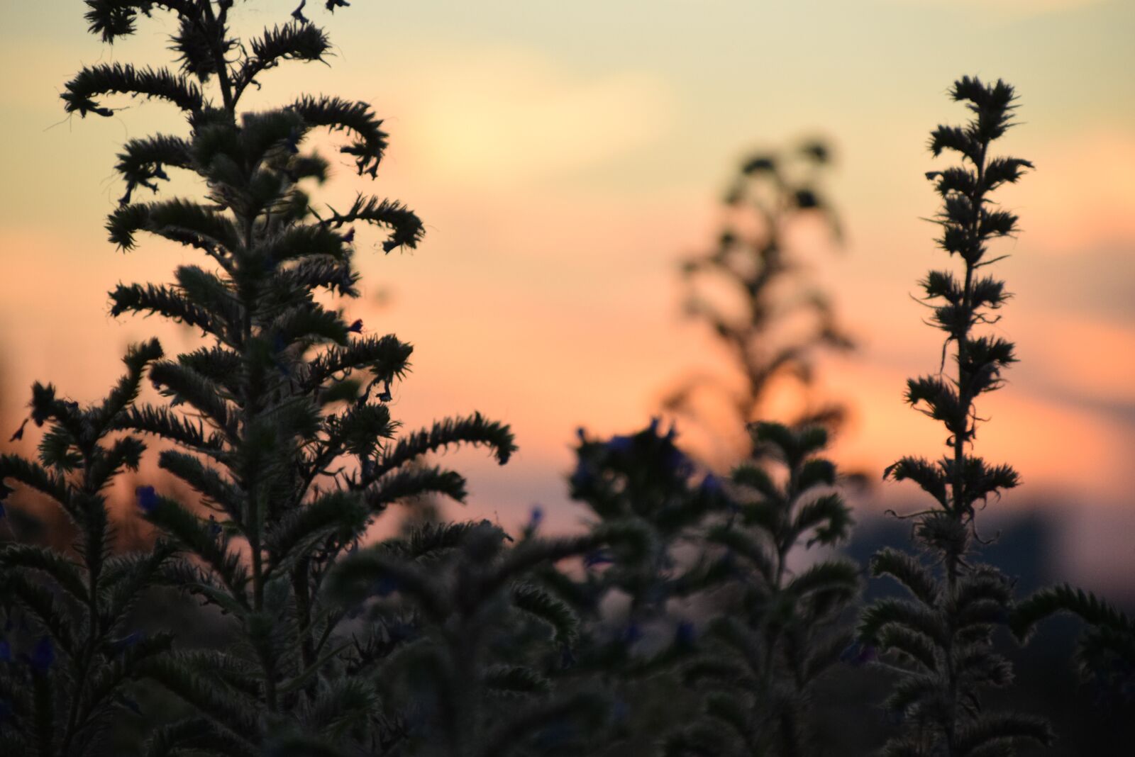 Nikon D3300 sample photo. Nature, afterglow, abendstimmung photography