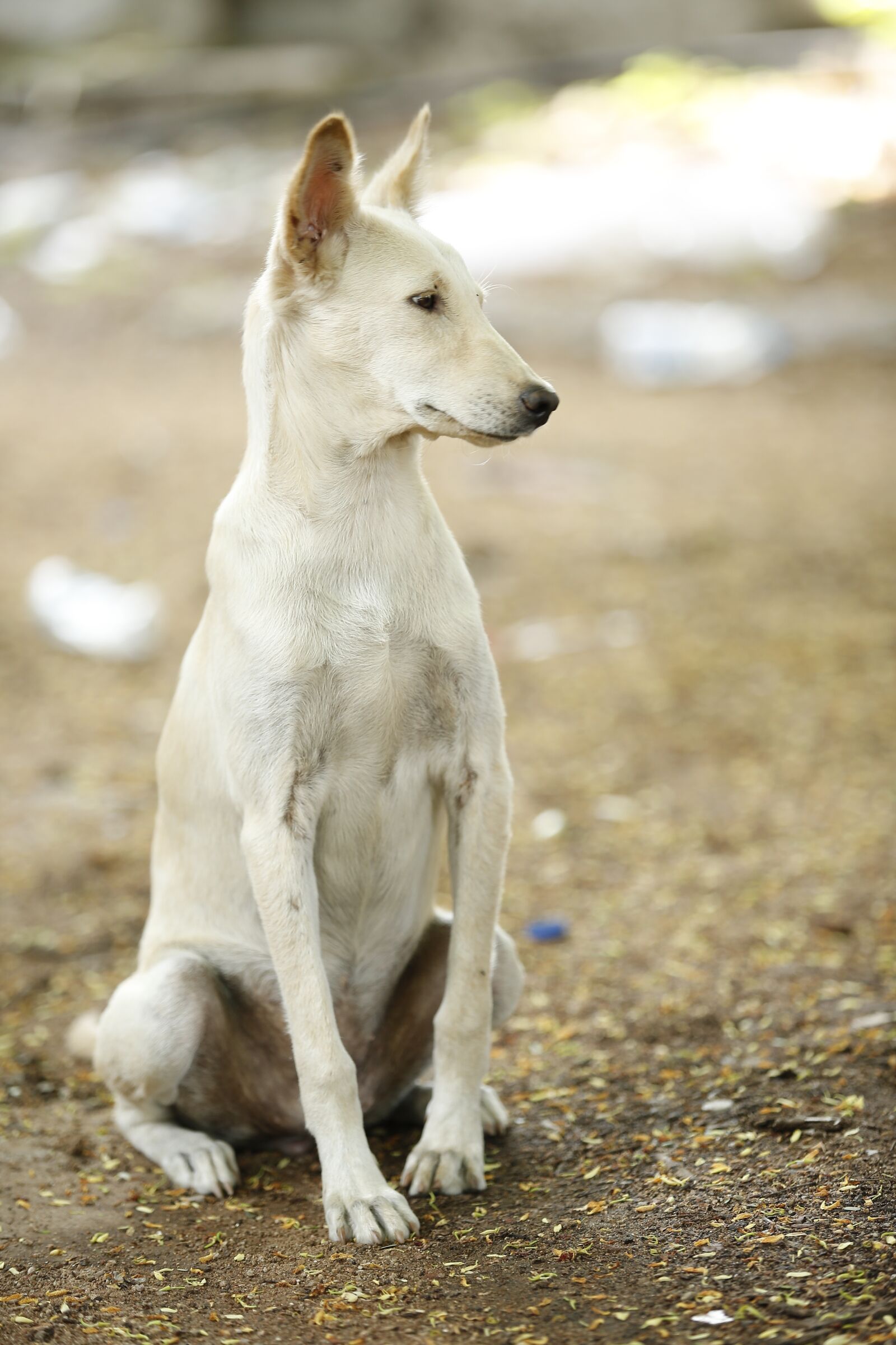 Canon EOS 5D Mark III sample photo. Dog, white, street dog photography