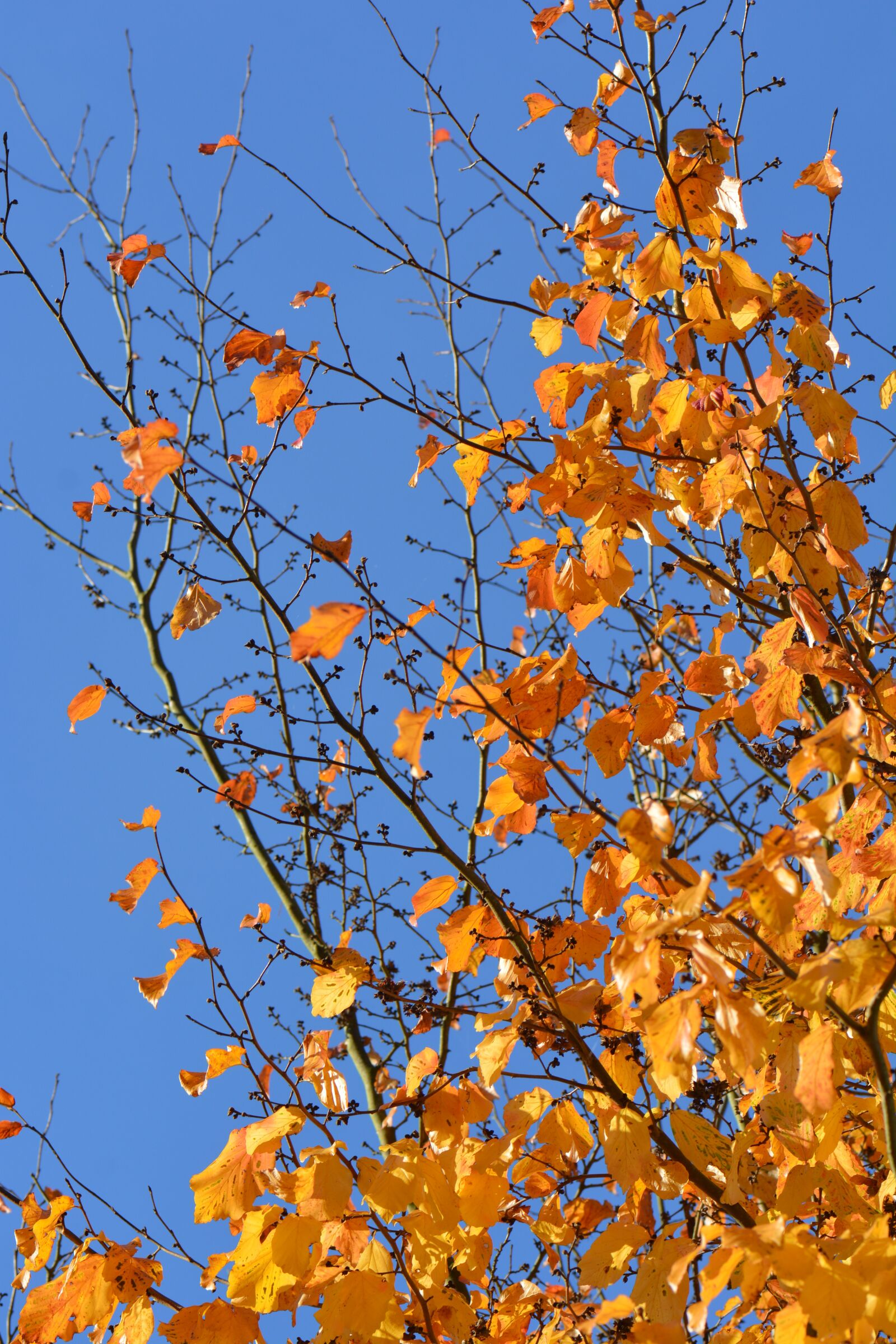 Nikon D5200 sample photo. Autumn, leaves, colors photography