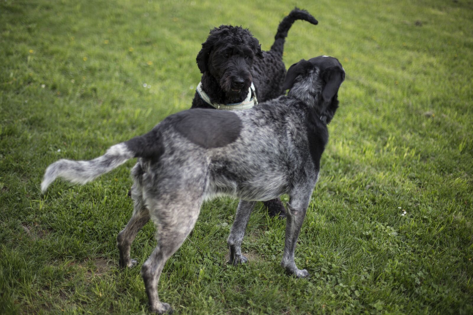 Canon EOS 6D + Canon EF 50mm F1.4 USM sample photo. Dogs photography
