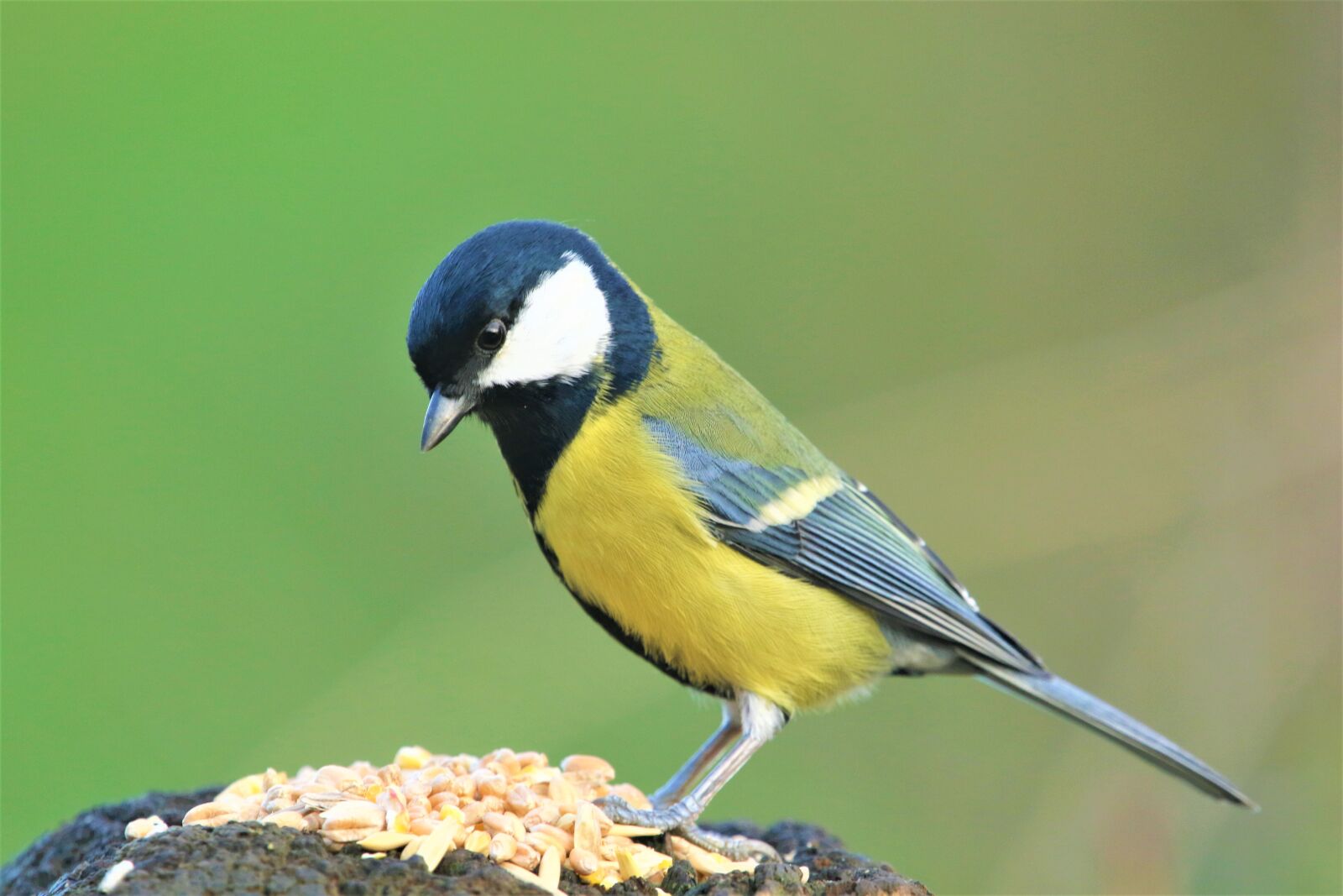 Canon EOS 7D Mark II sample photo. Tit, great tit, bird photography