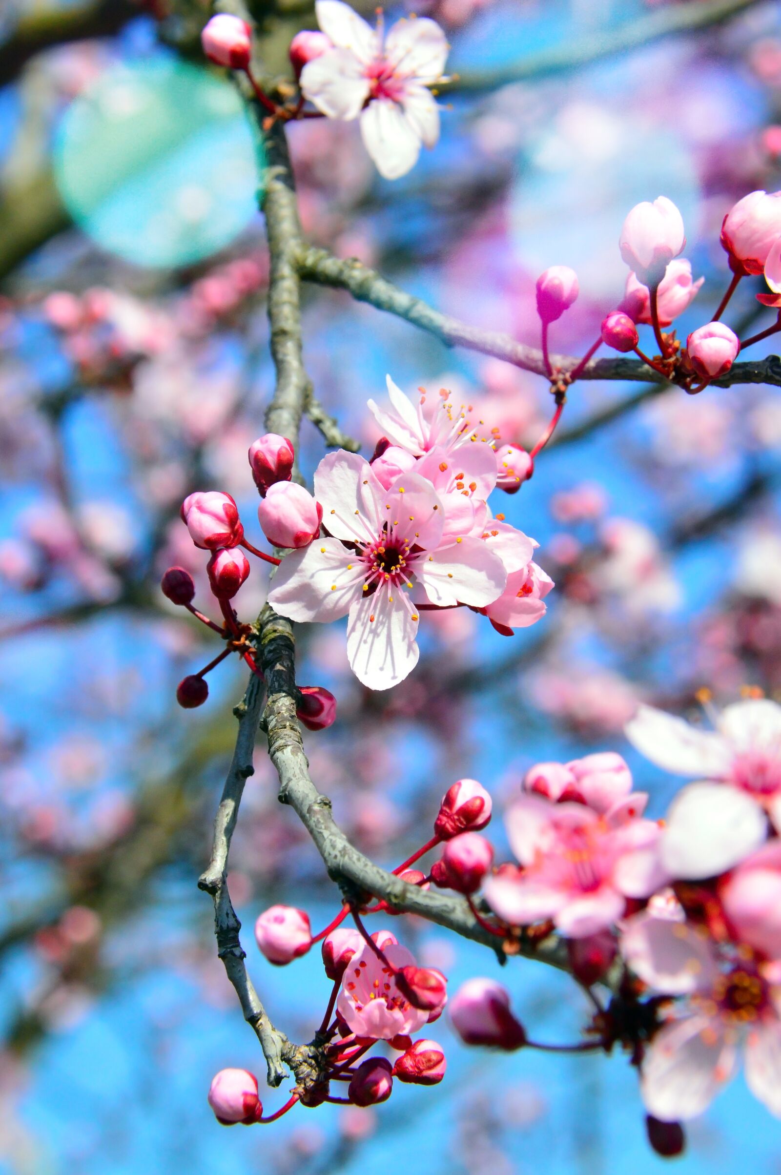 Nikon D3200 sample photo. Flower, nature, cherry photography