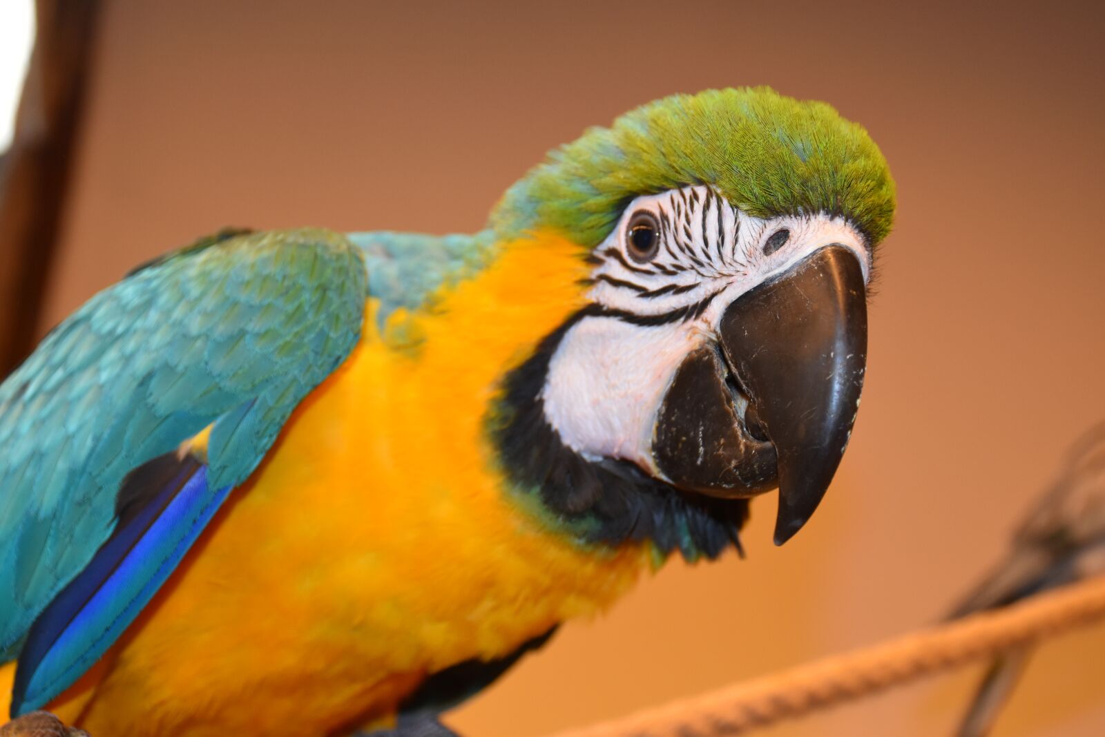 Nikon D5500 sample photo. Parrot, ara, bird photography