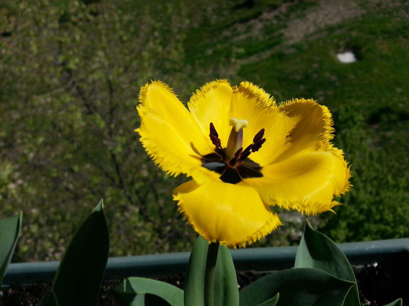 Samsung Galaxy Note2 sample photo. Flower, nature, flora photography