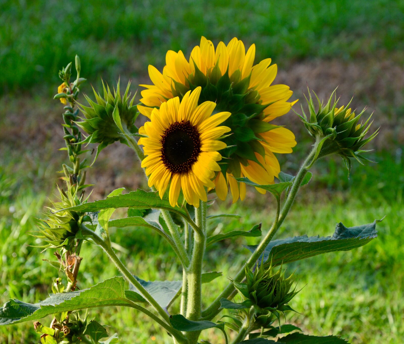 Nikon D5200 sample photo. Sunflowers, flowers, petals photography