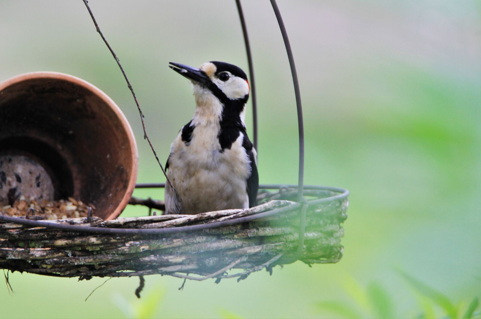 Tamron SP 150-600mm F5-6.3 Di VC USD sample photo. Great spotted woodpecker, fat photography