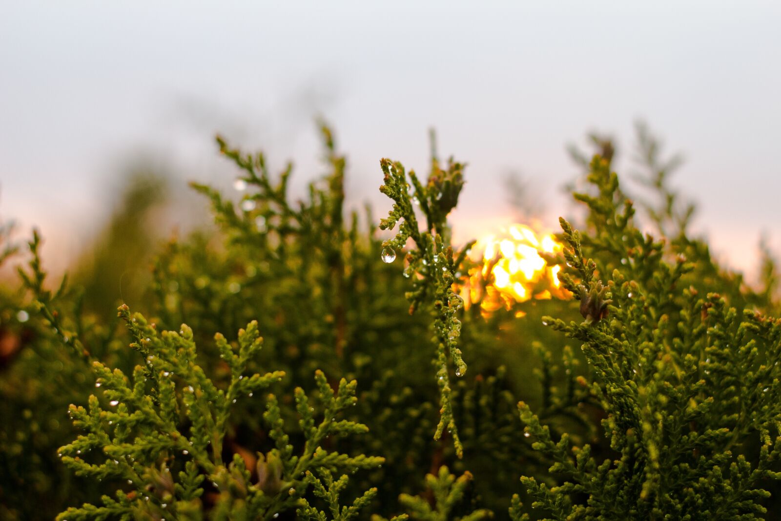 Canon EOS 550D (EOS Rebel T2i / EOS Kiss X4) sample photo. Nature, sunset, light photography