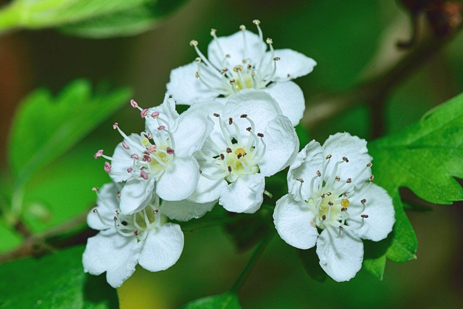 Nikon D5300 sample photo. Nature, flower, flowers photography