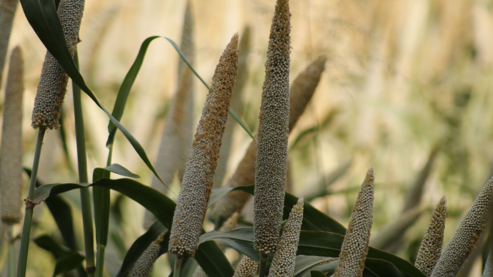 Canon EOS 750D (EOS Rebel T6i / EOS Kiss X8i) sample photo. Bajra, cultivation, india photography