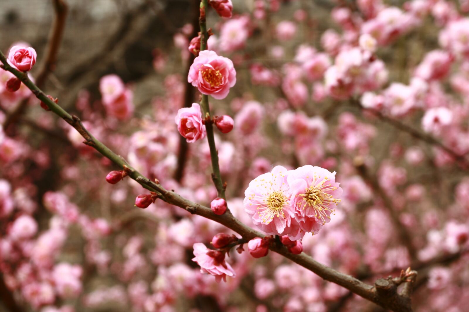 Canon EOS 400D (EOS Digital Rebel XTi / EOS Kiss Digital X) sample photo. Flower, pink, beijing photography